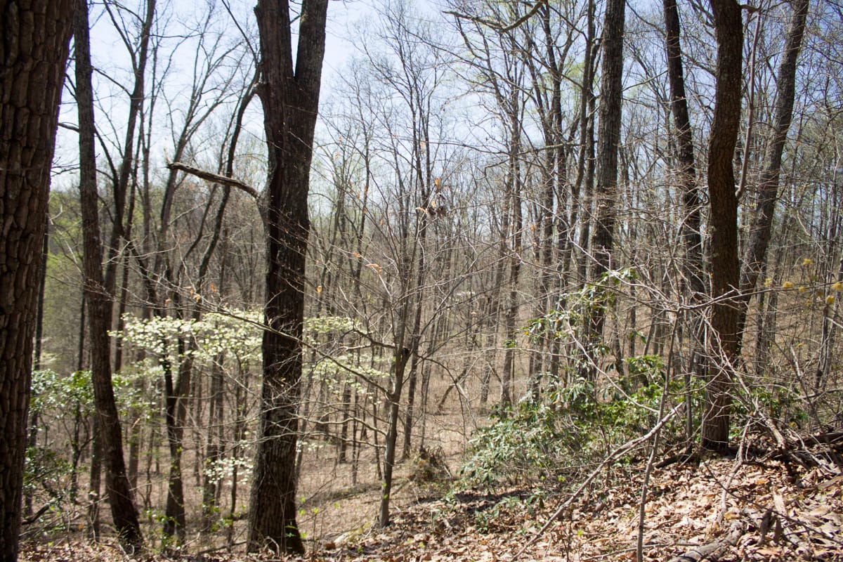 Chestnut Oak Ridge Tract 7 photo 7