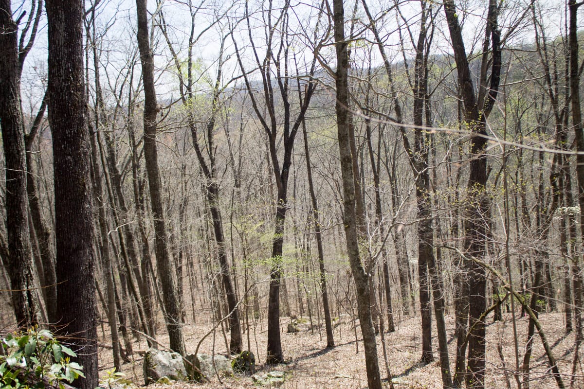 Chestnut Oak Ridge Tract 7 photo 8