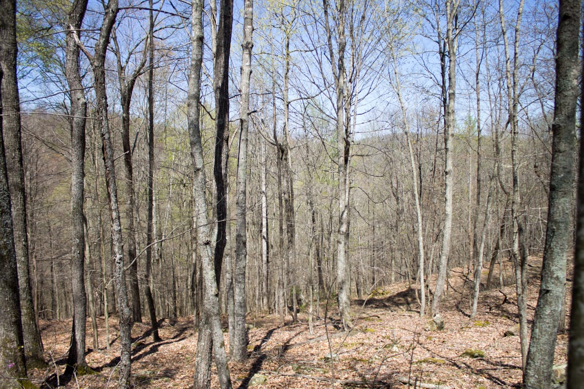 Chestnut Oak Ridge Tract 7 photo 10