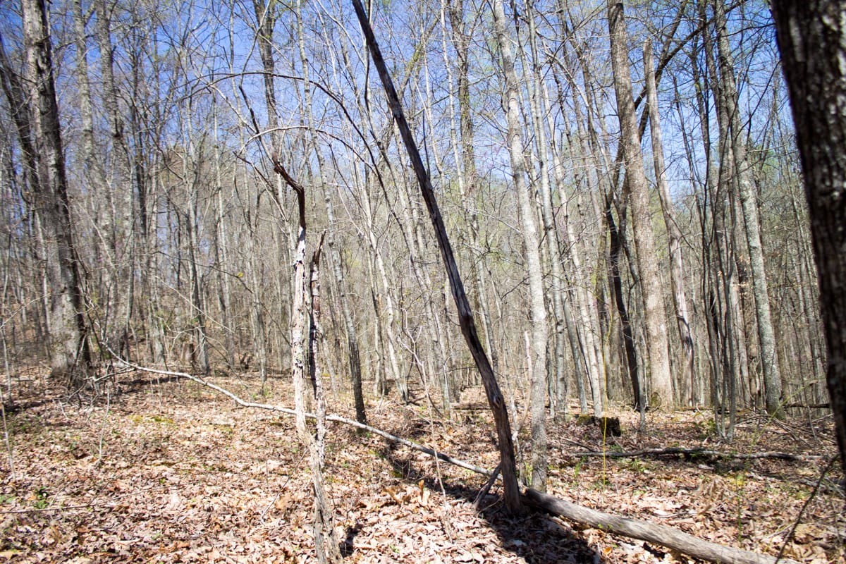 Chestnut Oak Ridge Tract 7 photo 11