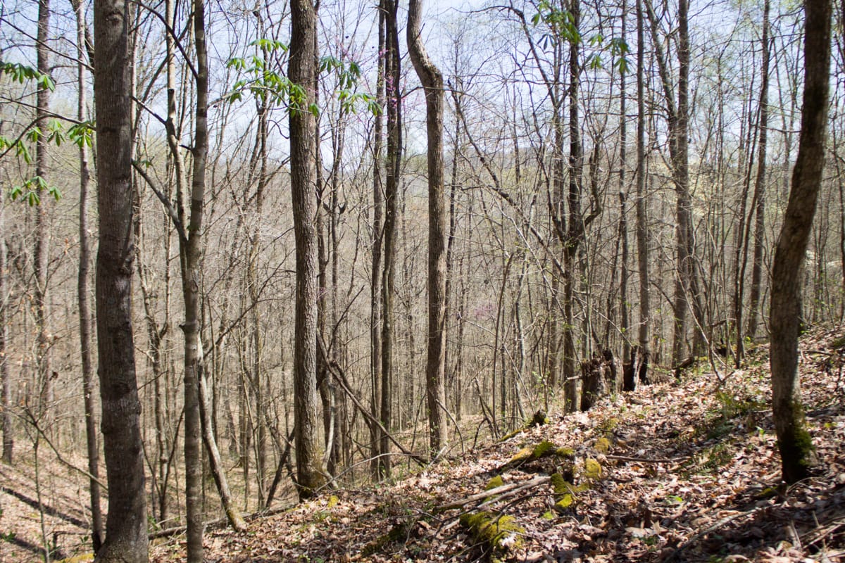 Chestnut Oak Ridge Tract 7 photo 12