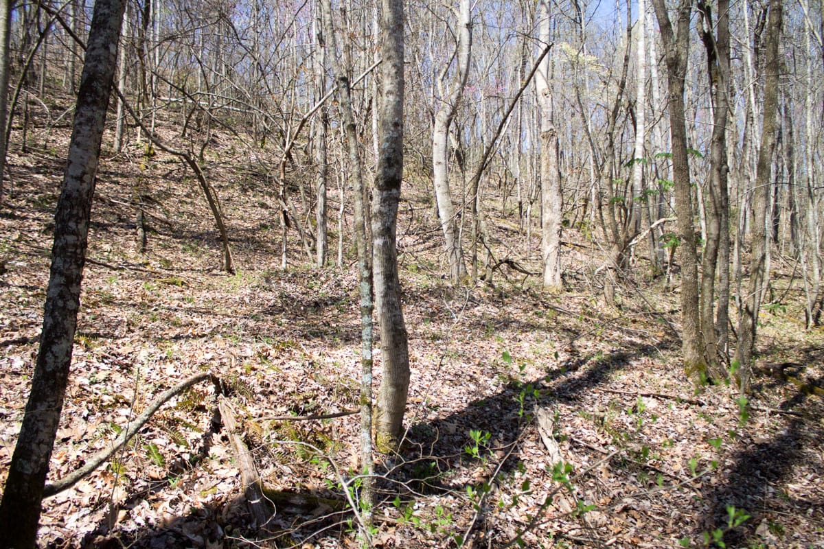 Chestnut Oak Ridge Tract 7 photo 13