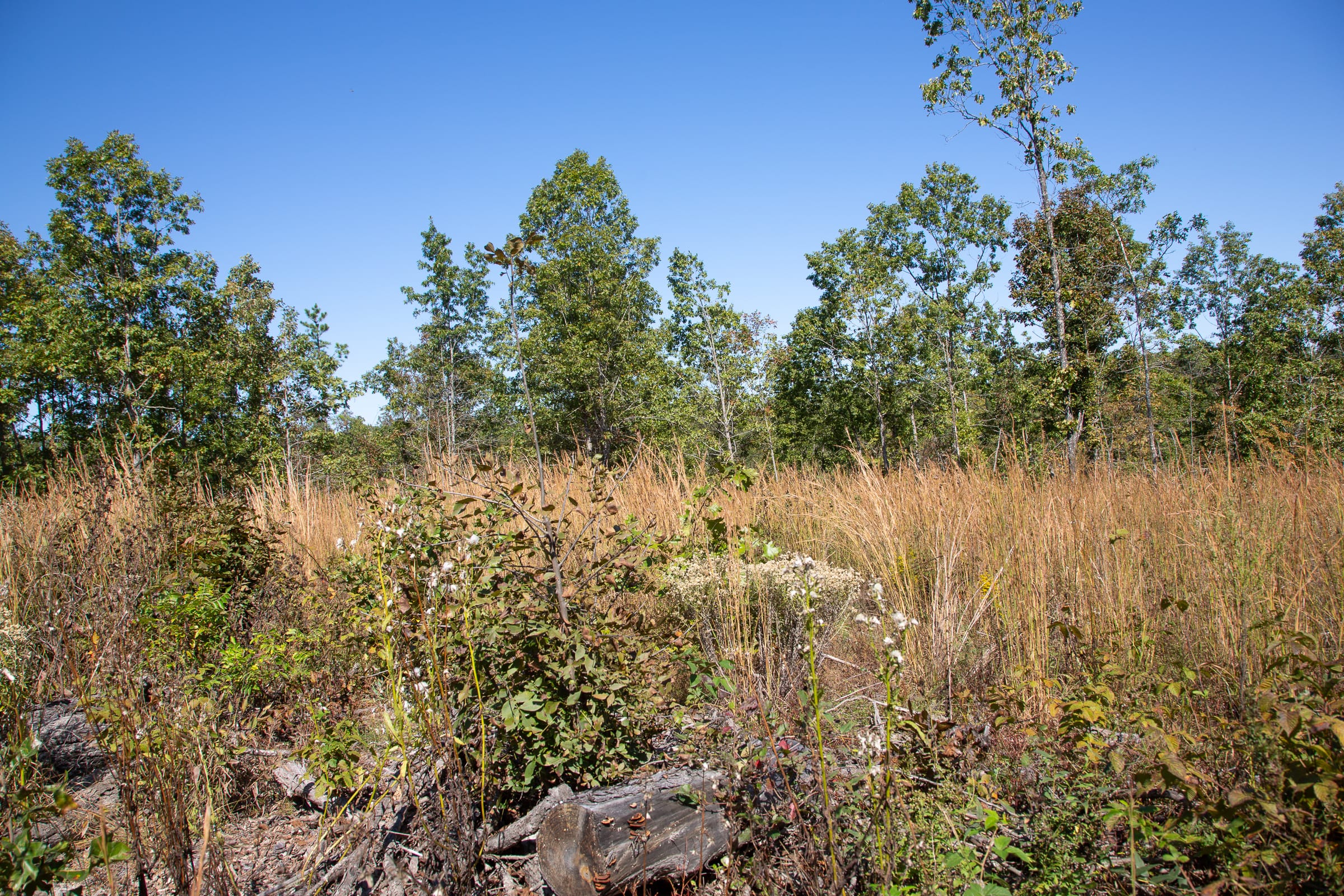 Borgmann’s Hollow Phase III Tract 94 photo 5