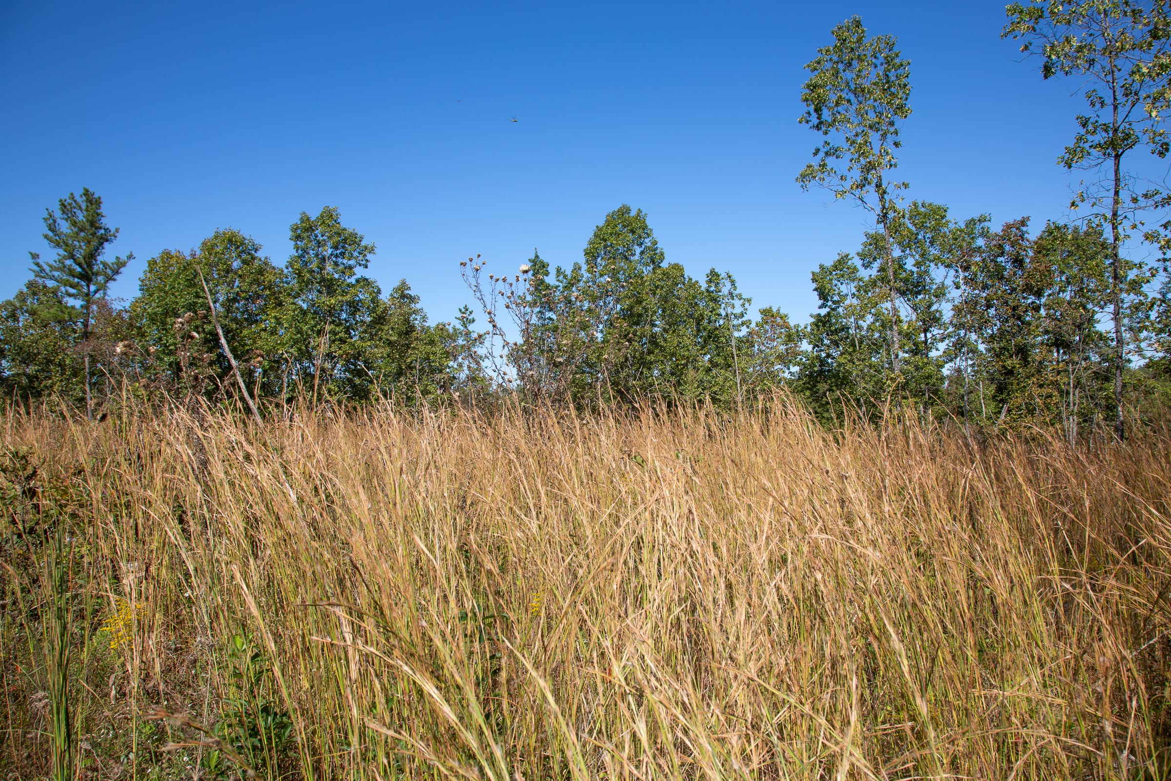 Borgmann’s Hollow Phase III Tract 94 photo 6
