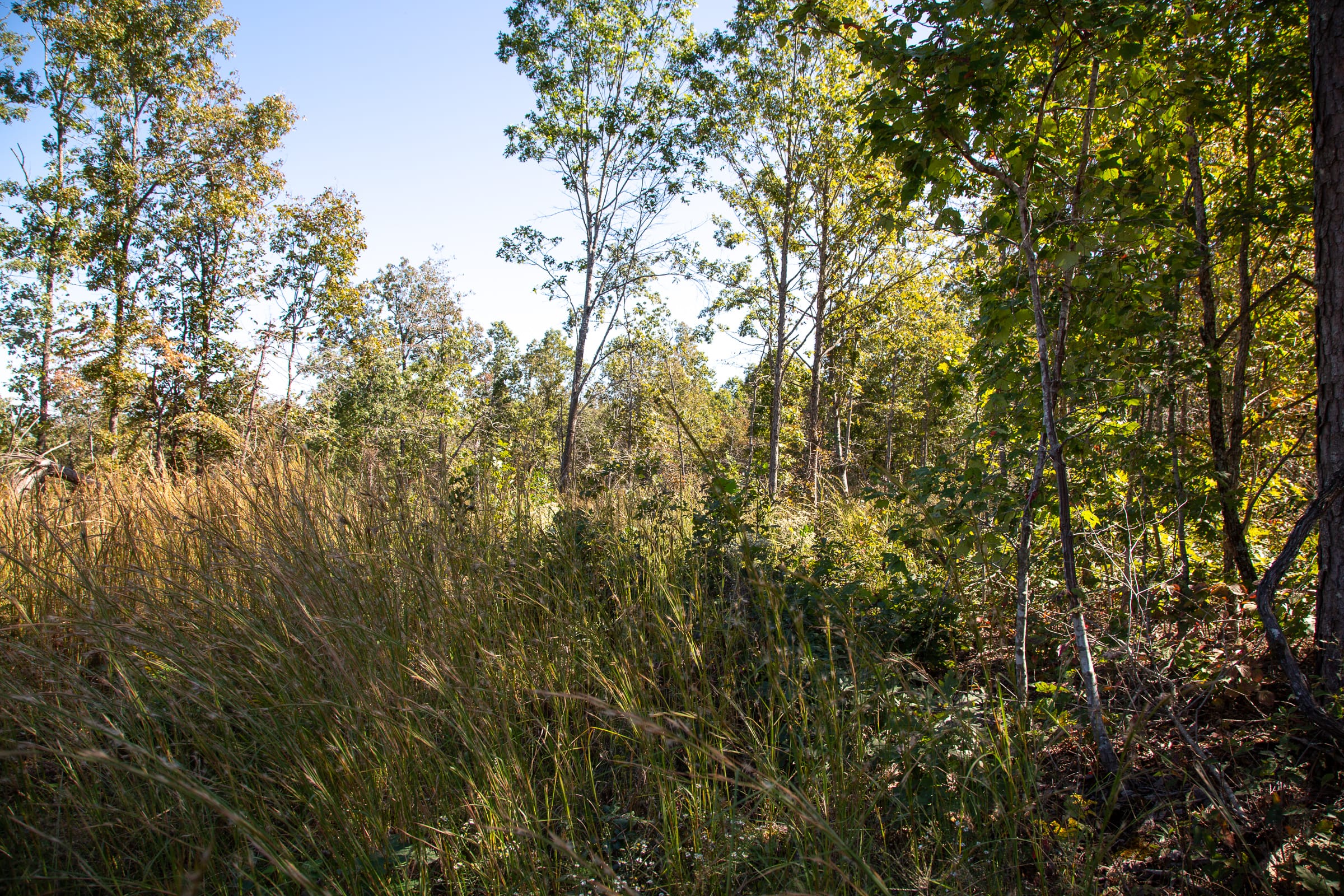 Borgmann’s Hollow Phase III Tract 94 photo 7