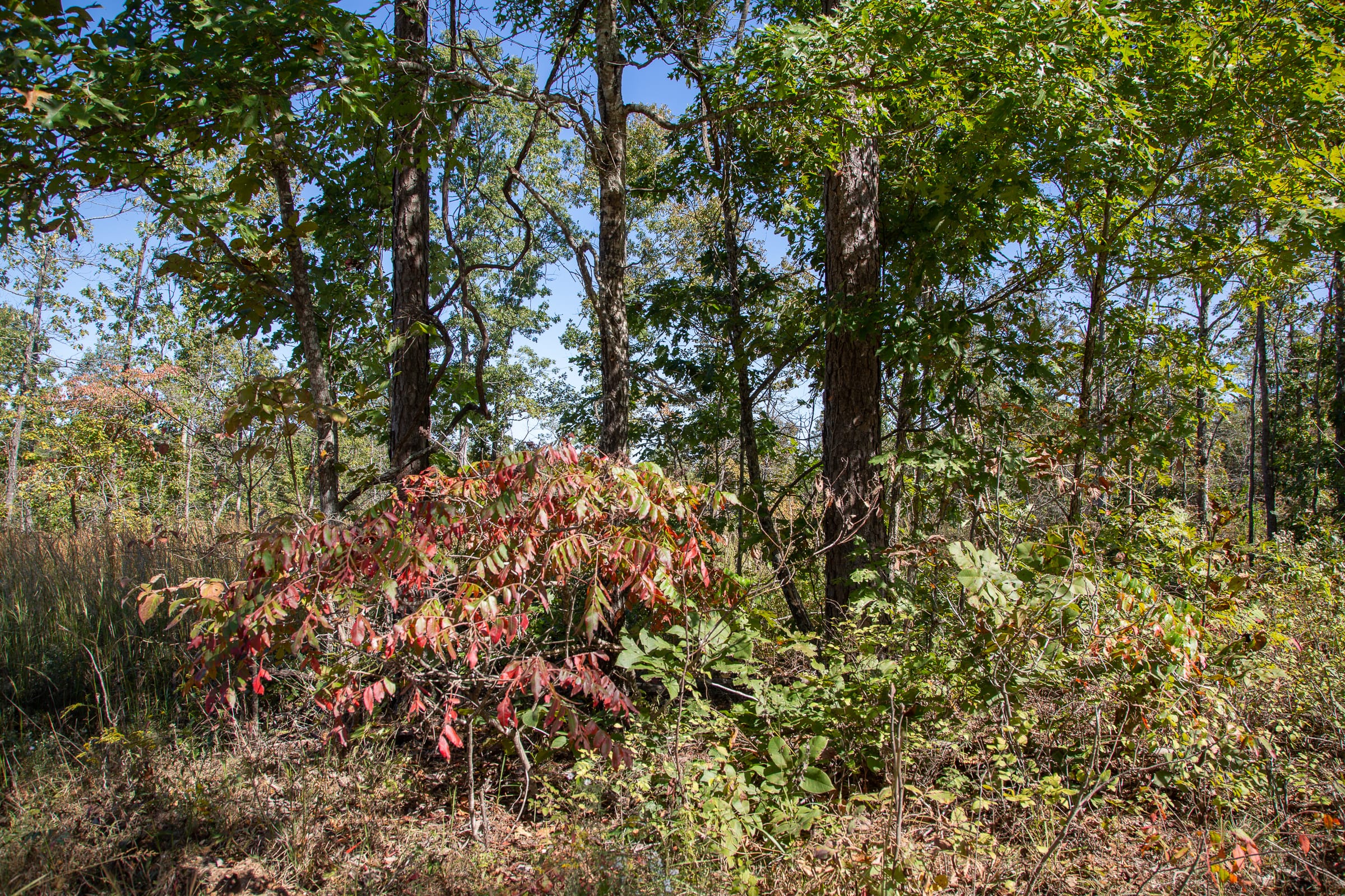 Borgmann’s Hollow Phase III Tract 94 photo 8