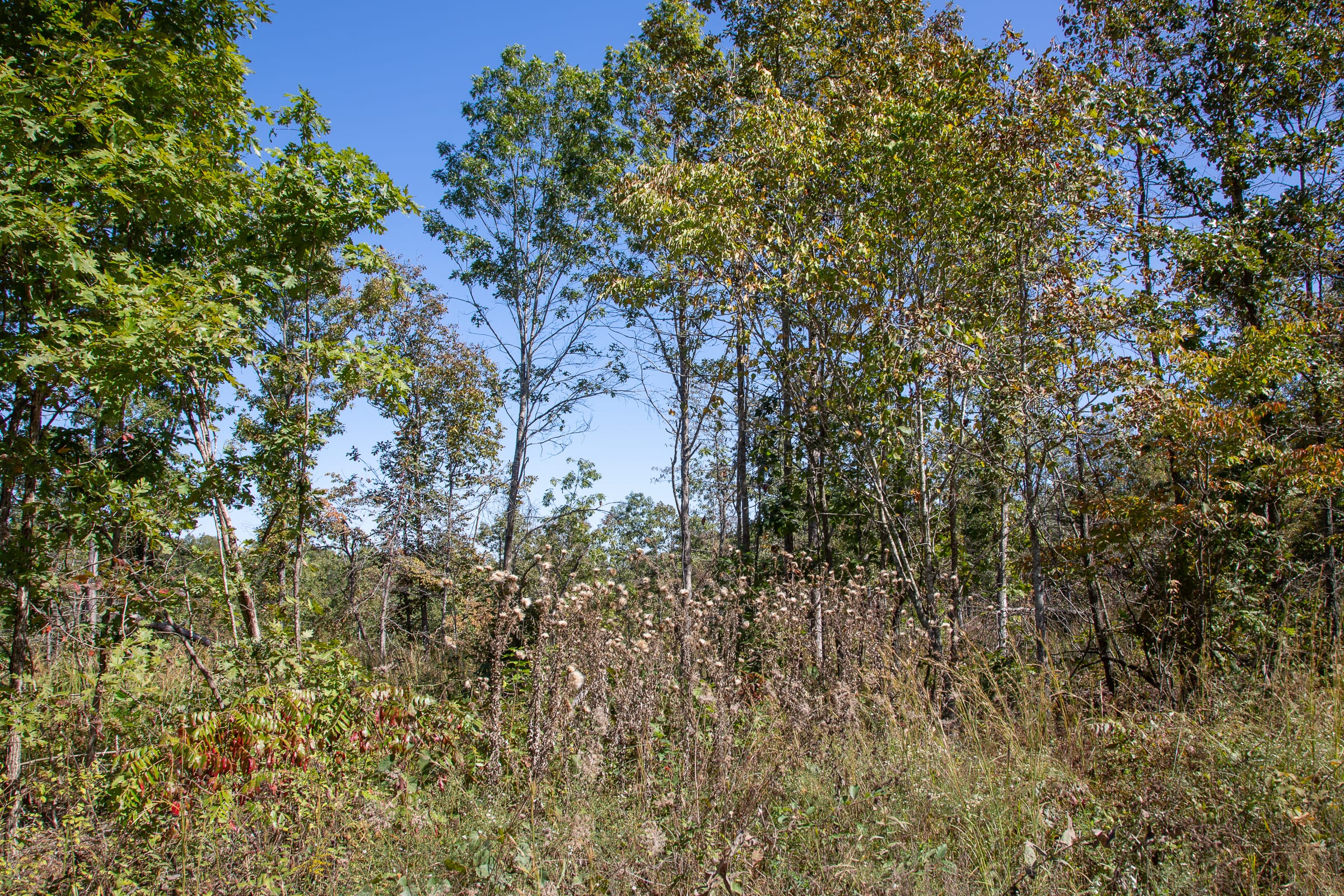 Borgmann’s Hollow Phase III Tract 94 photo 9