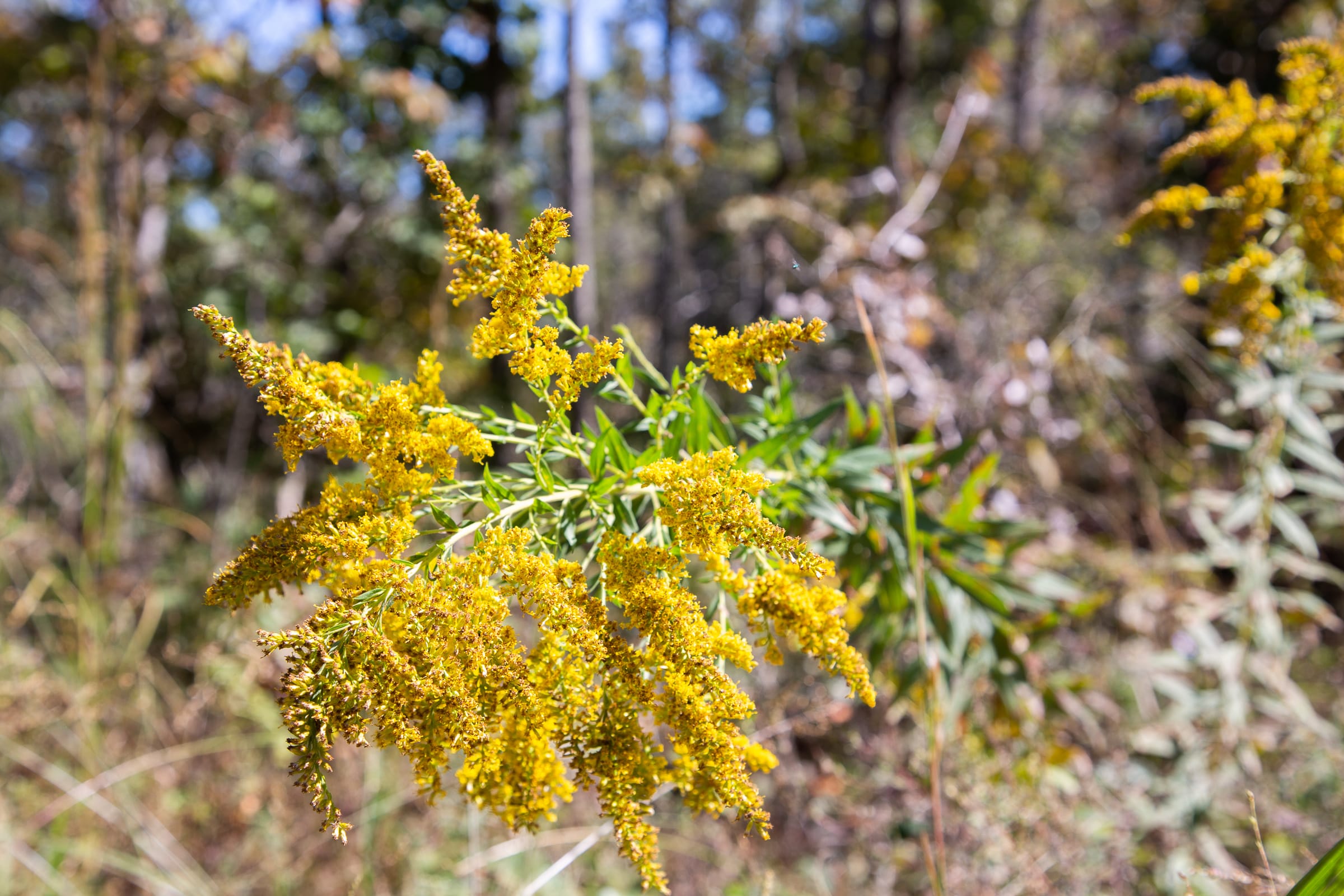 Borgmann’s Hollow Phase III Tract 94 photo 10