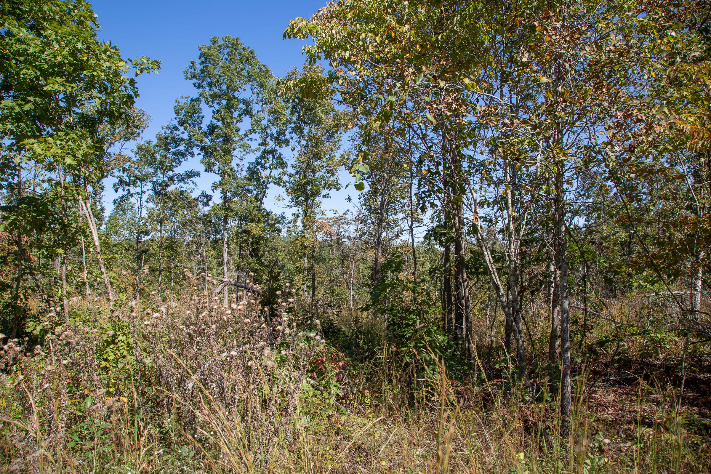 Borgmann’s Hollow Phase III Tract 94 photo 11