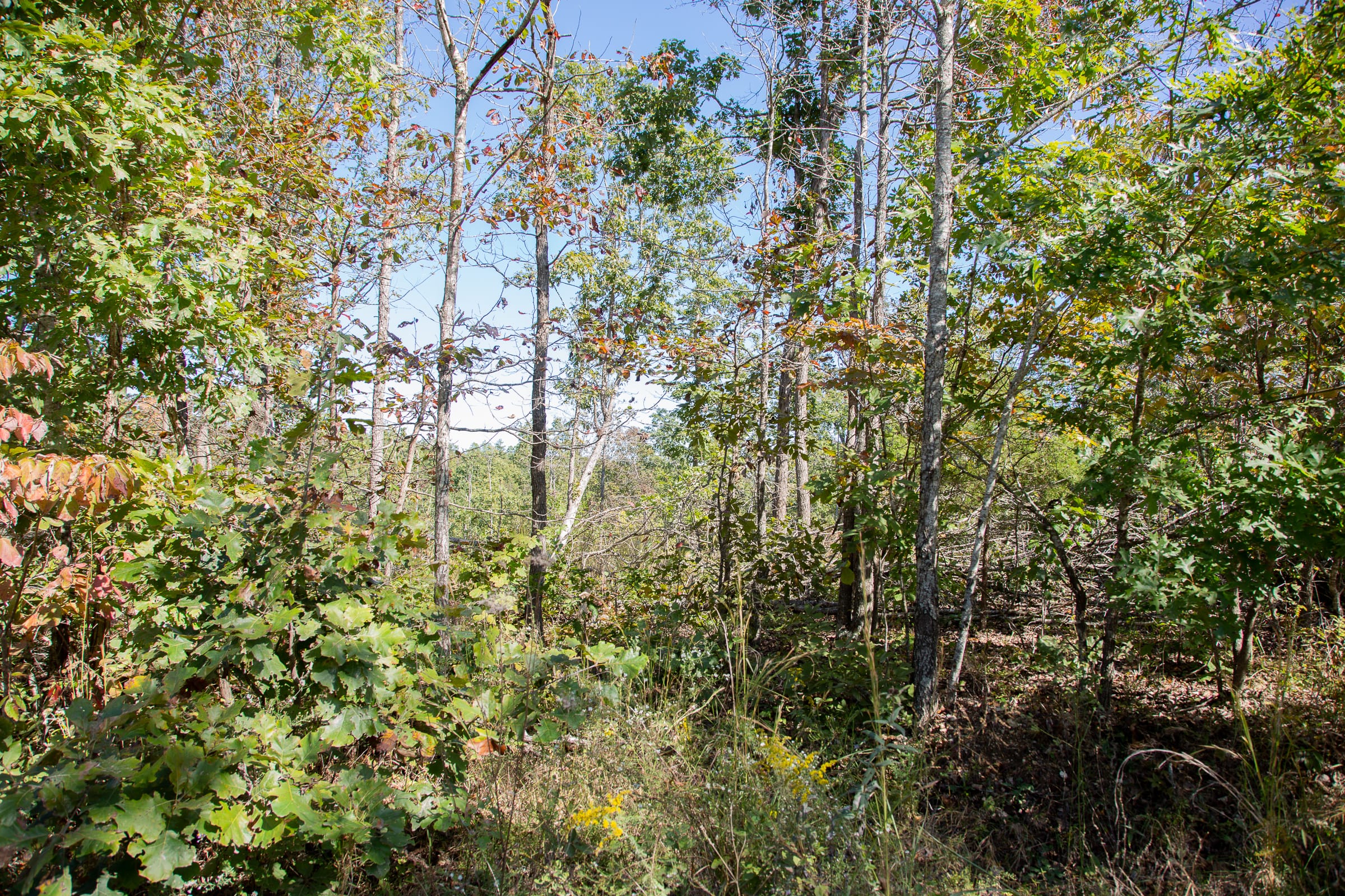 Borgmann’s Hollow Phase III Tract 94 photo 13