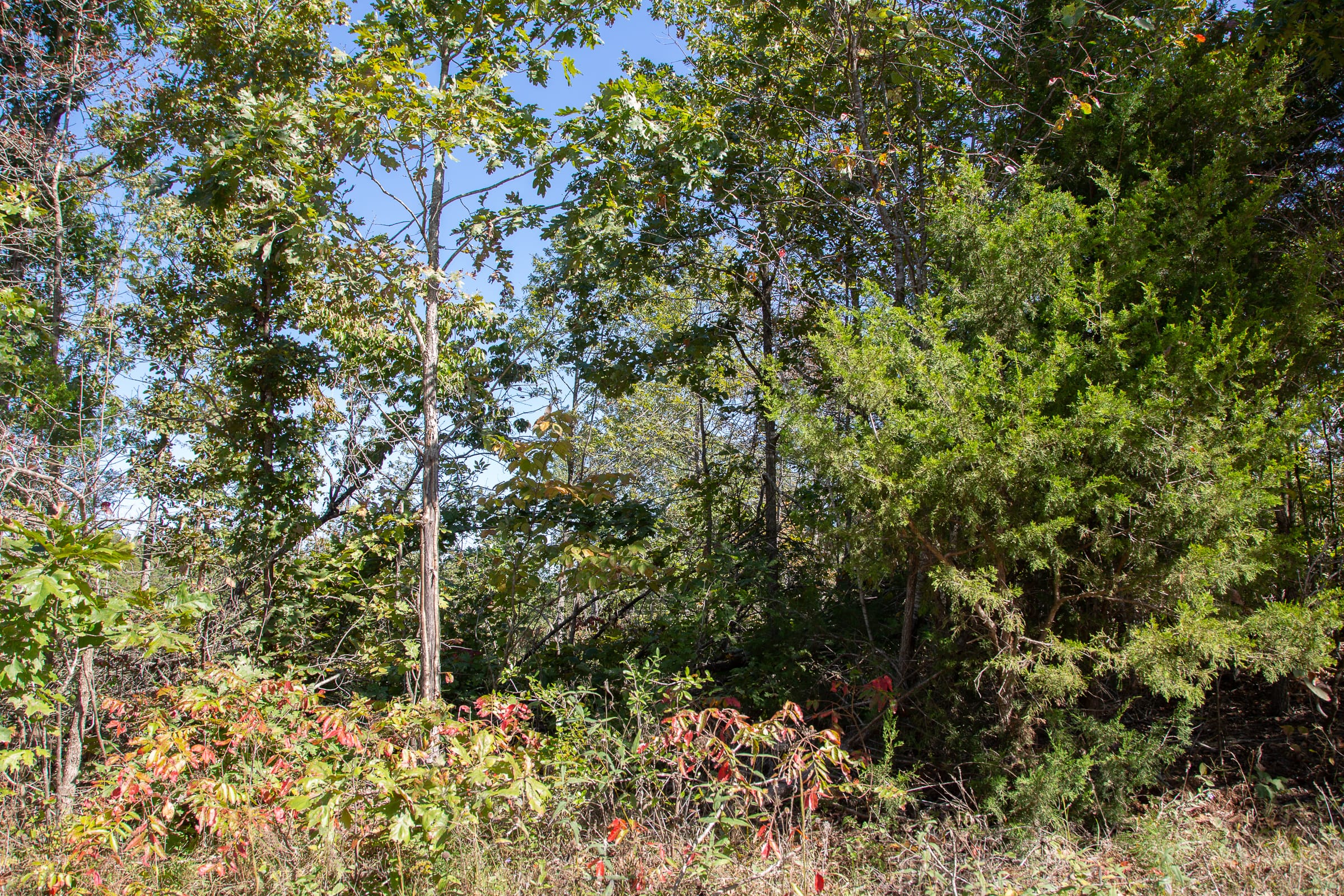 Borgmann’s Hollow Phase III Tract 94 photo 14