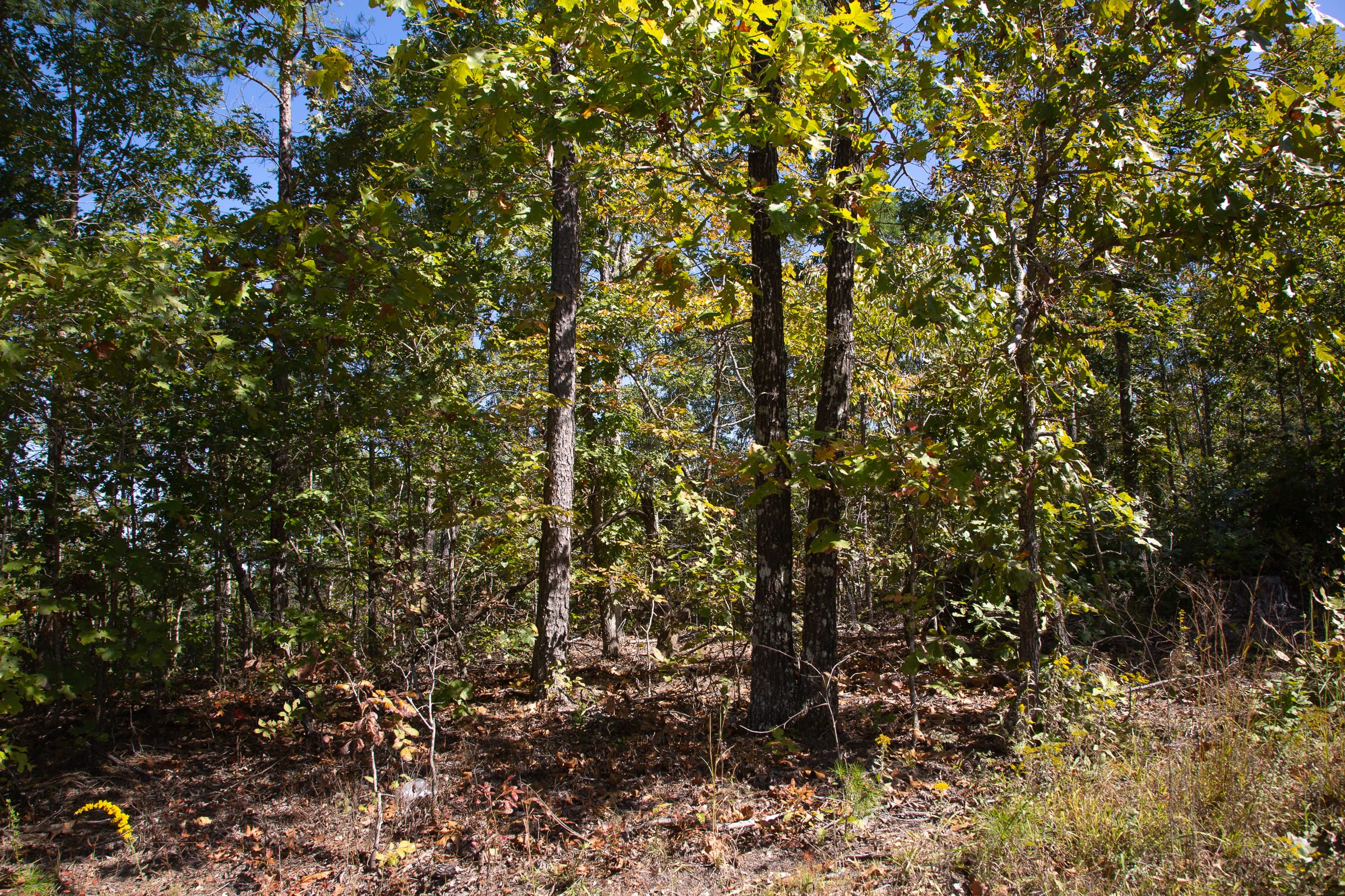 Borgmann’s Hollow Phase III Tract 94 photo 15