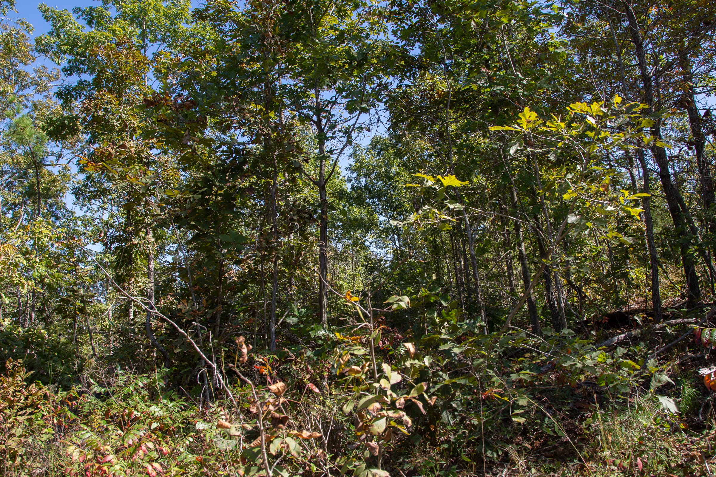 Borgmann’s Hollow Phase III Tract 94 photo 16