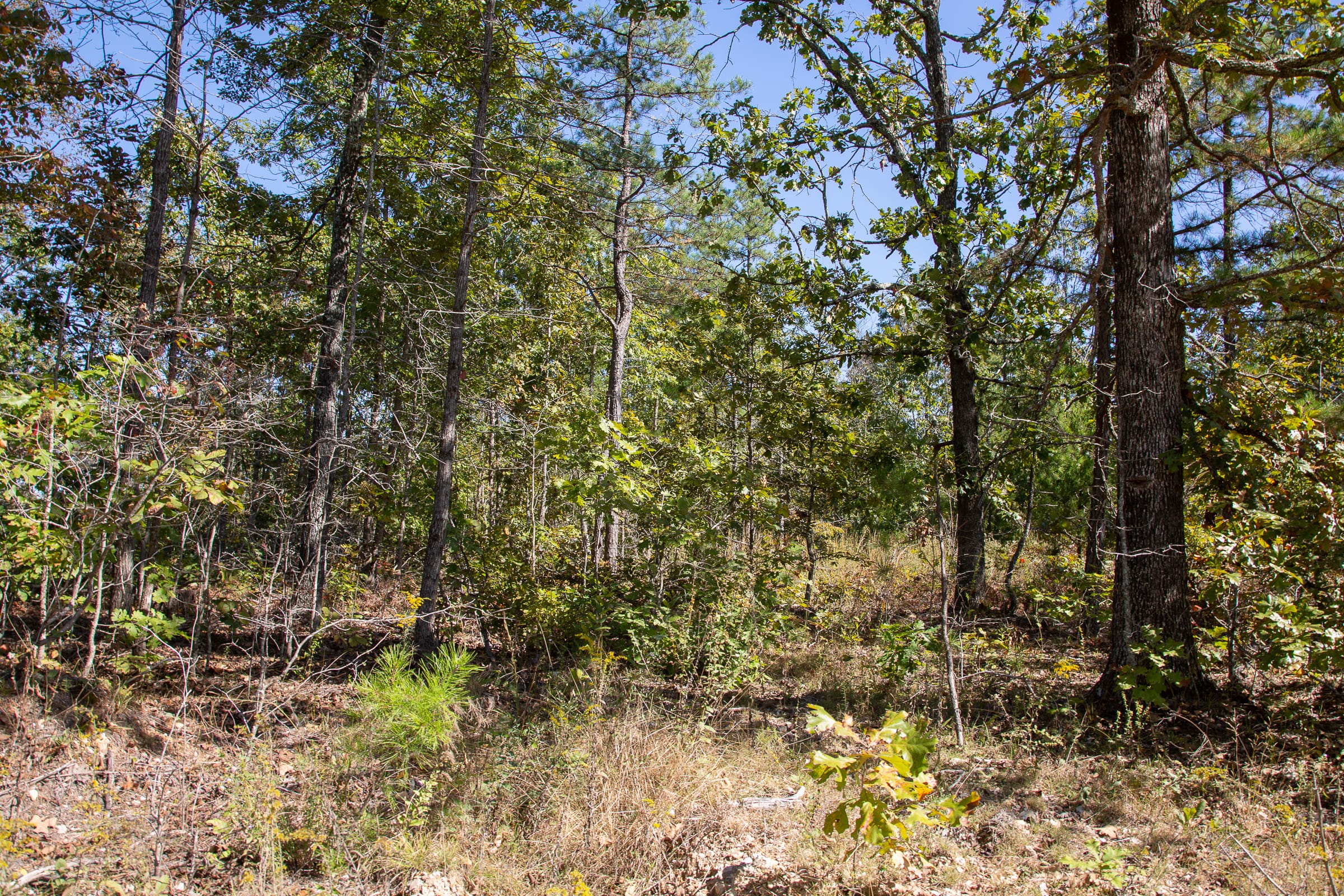 Borgmann’s Hollow Phase III Tract 94 photo 17