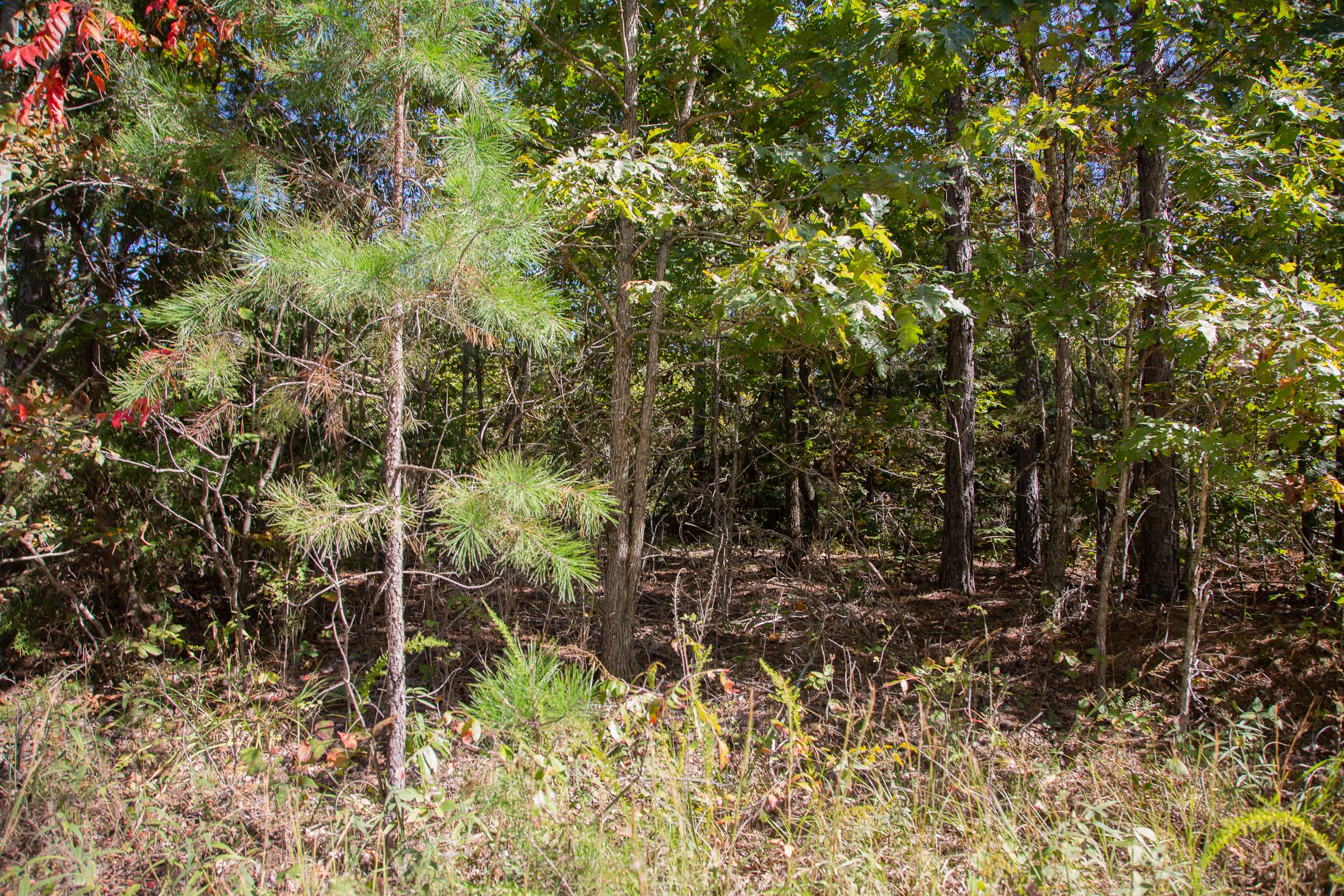 Borgmann’s Hollow Phase III Tract 94 photo 19