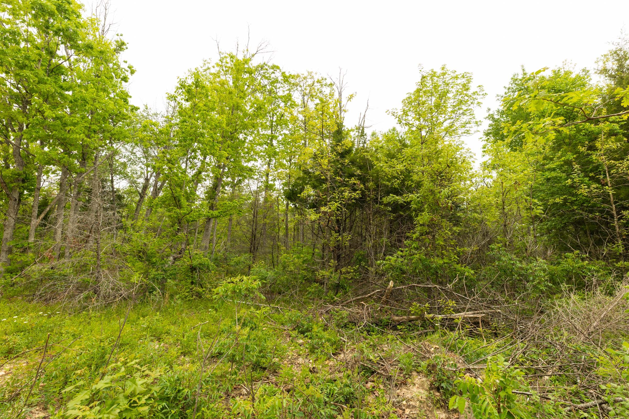 Double S Ranch Tract 2 photo 13