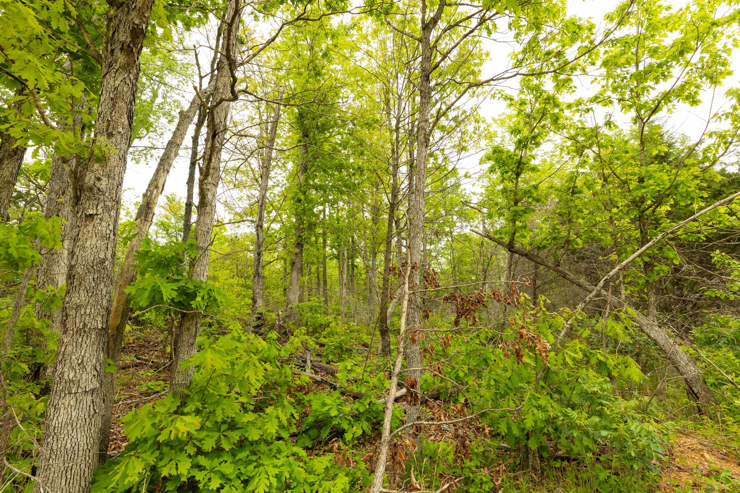 Double S Ranch Tract 2 photo 12