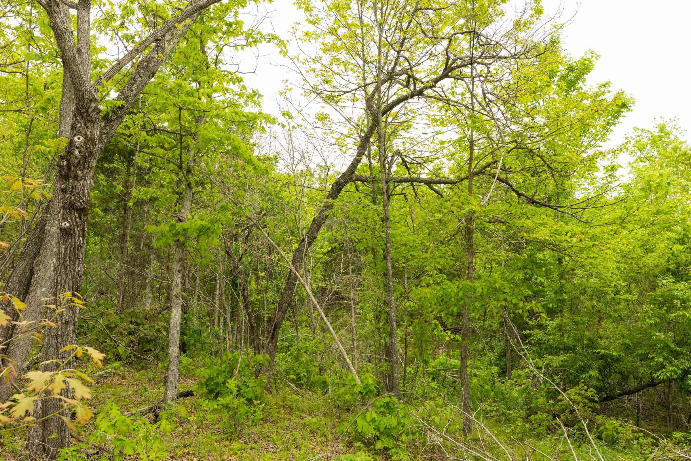 Double S Ranch Tract 2 photo 9