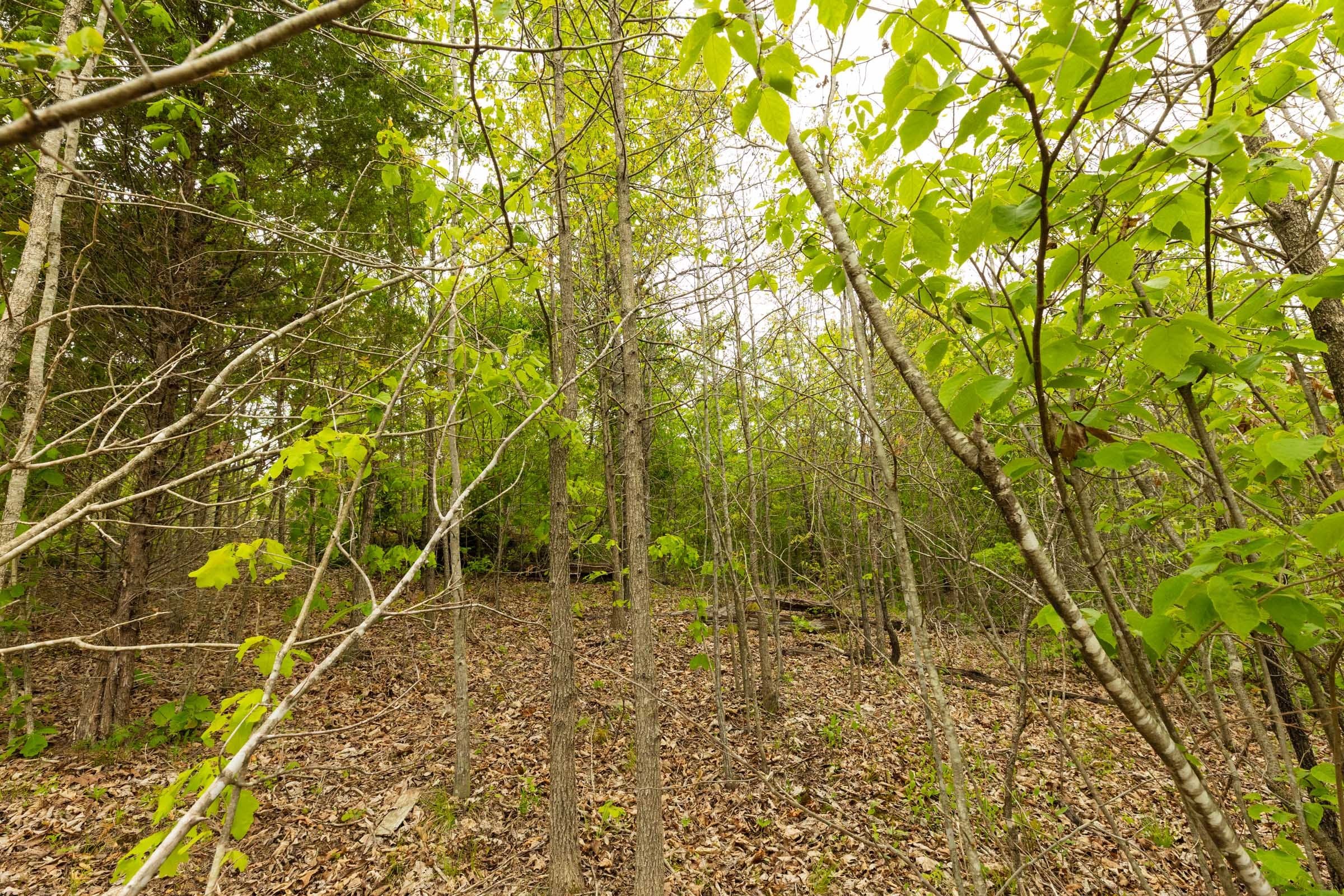 Double S Ranch Tract 2 photo 4