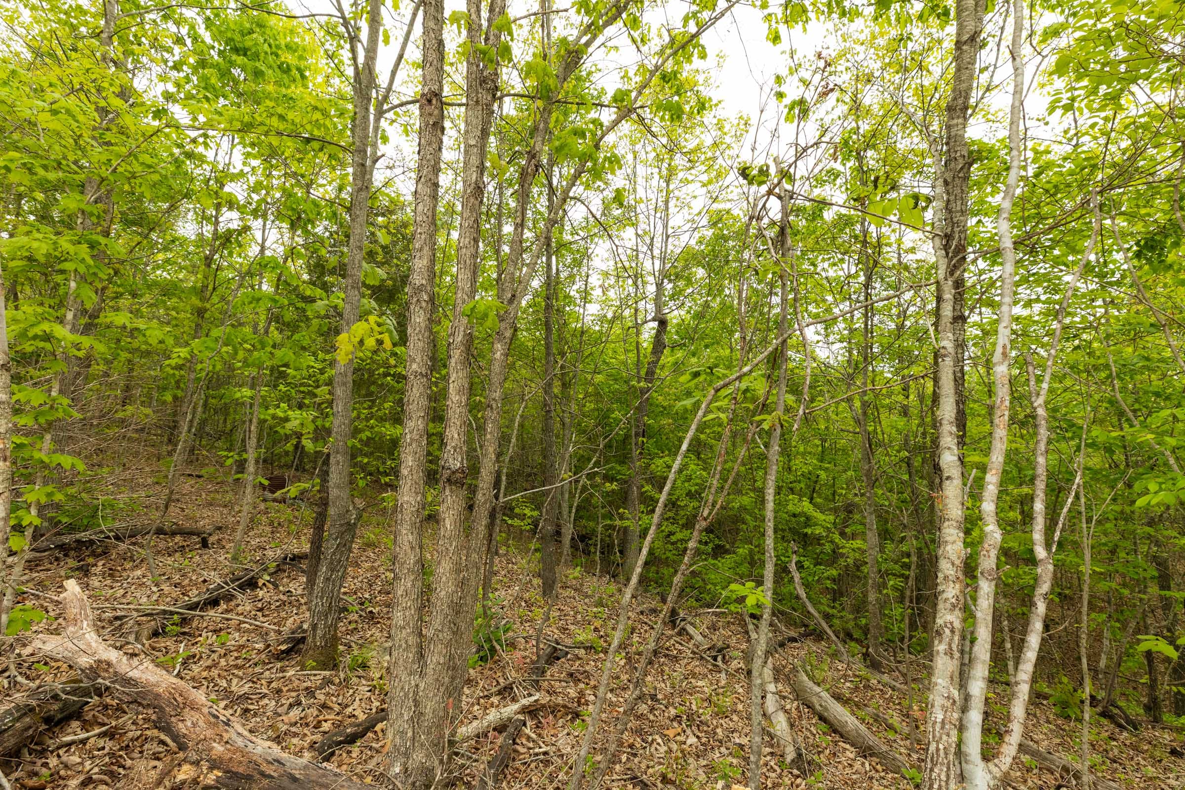 Double S Ranch Tract 2 photo 8