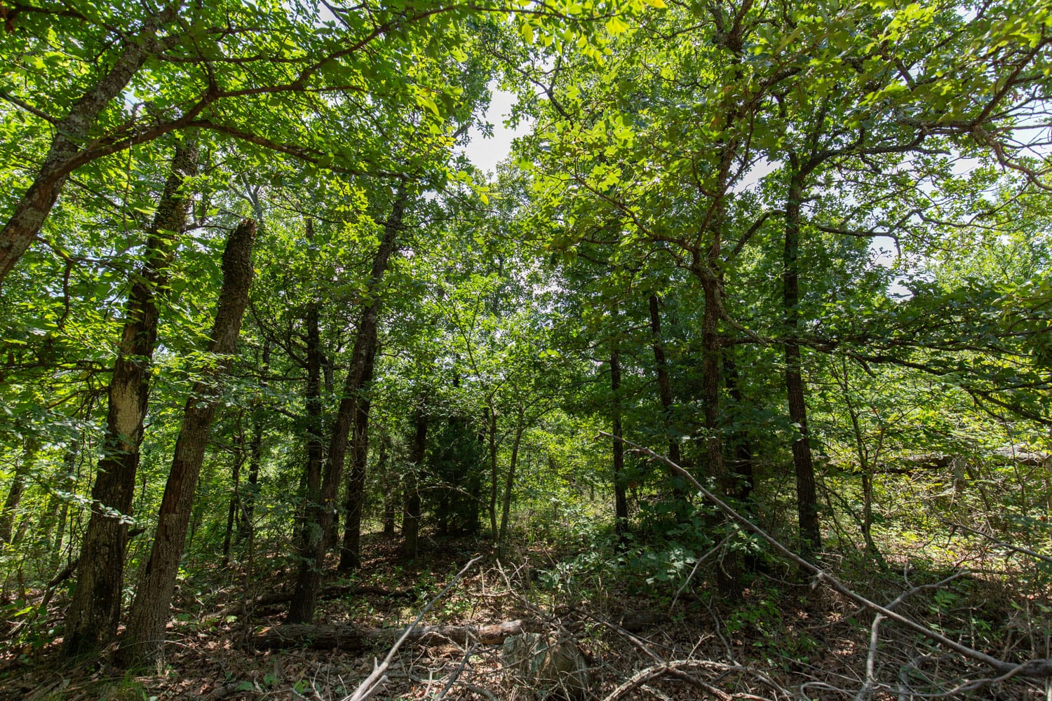 Timber Ridge Tract 62 photo 2