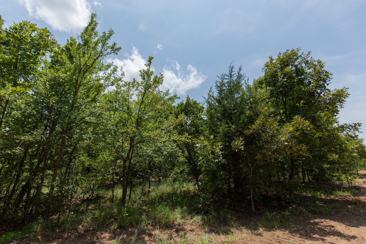 Timber Ridge Tract 62 photo 3