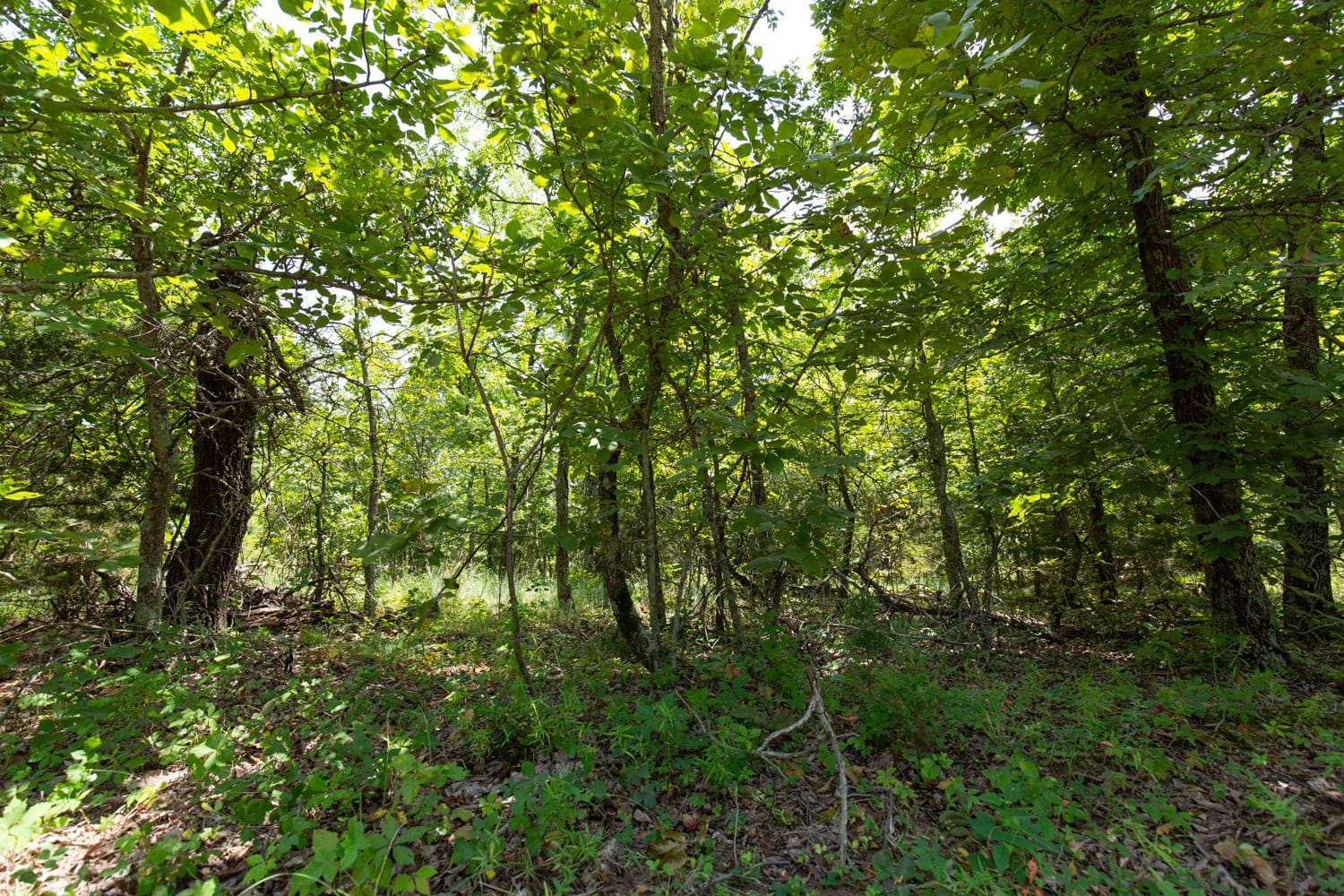 Timber Ridge Tract 62 photo 4