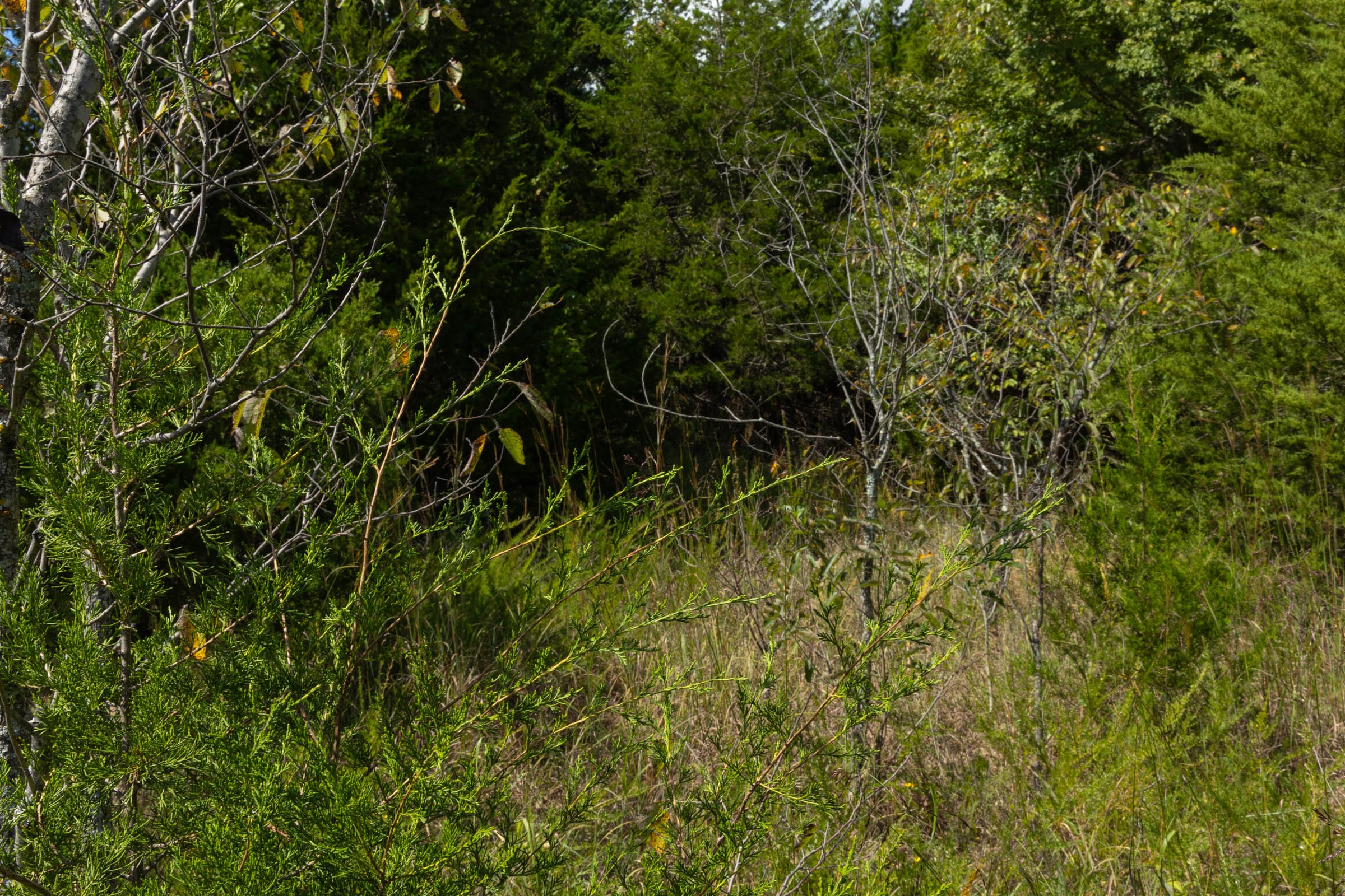 Reserves At Cattail Cove Phase II Tract 39 photo 4