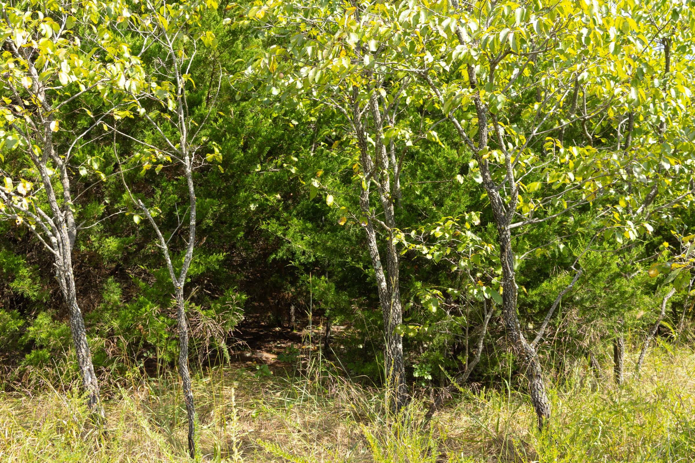 Reserves At Cattail Cove Phase II Tract 39 photo 5
