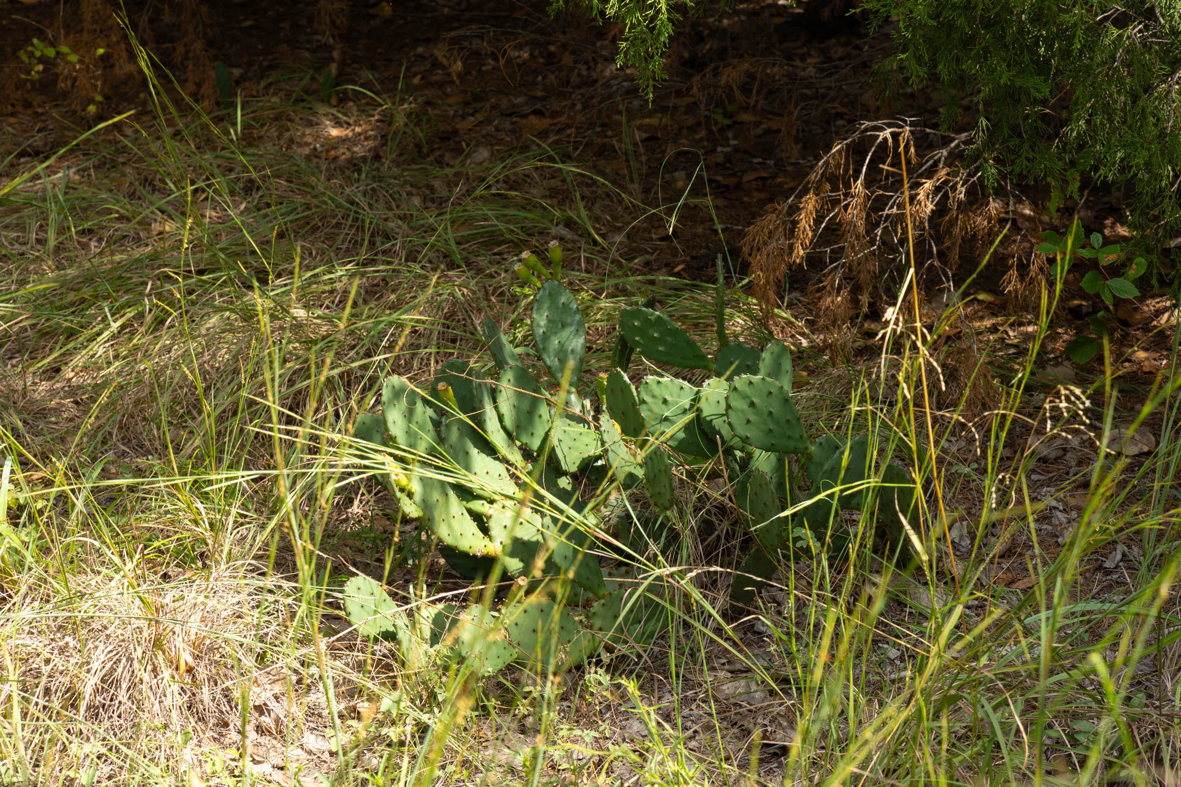 Reserves At Cattail Cove Phase II Tract 39 photo 6