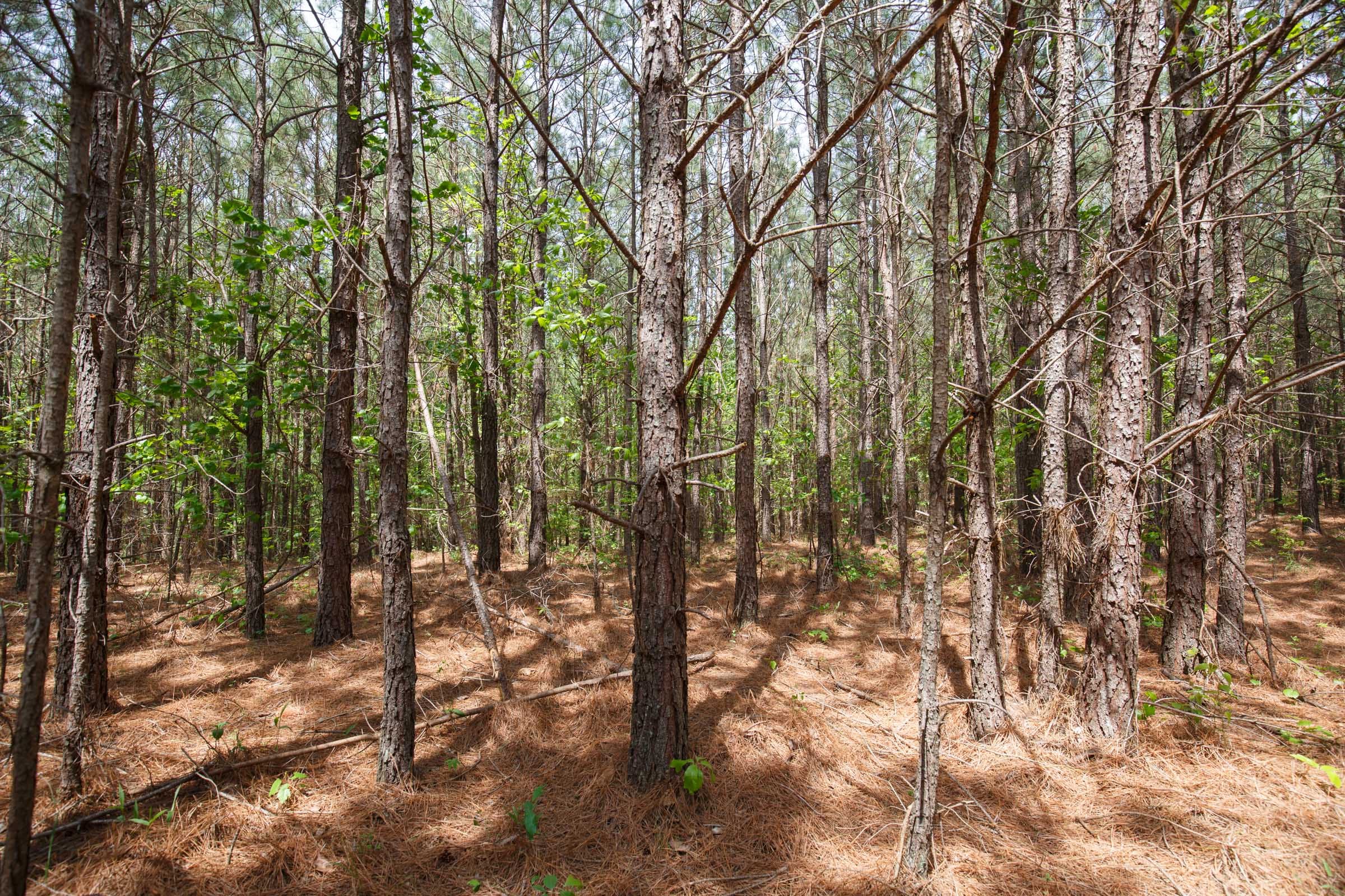 Red Barn Ranch Tract 53 photo 4