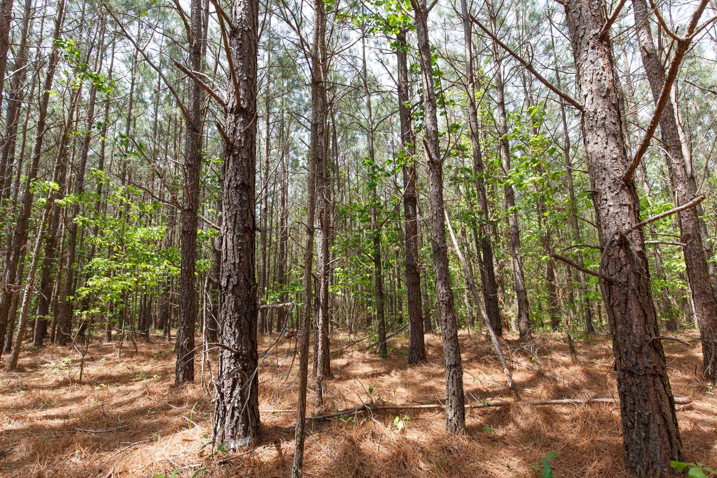 Red Barn Ranch Tract 53 photo 5