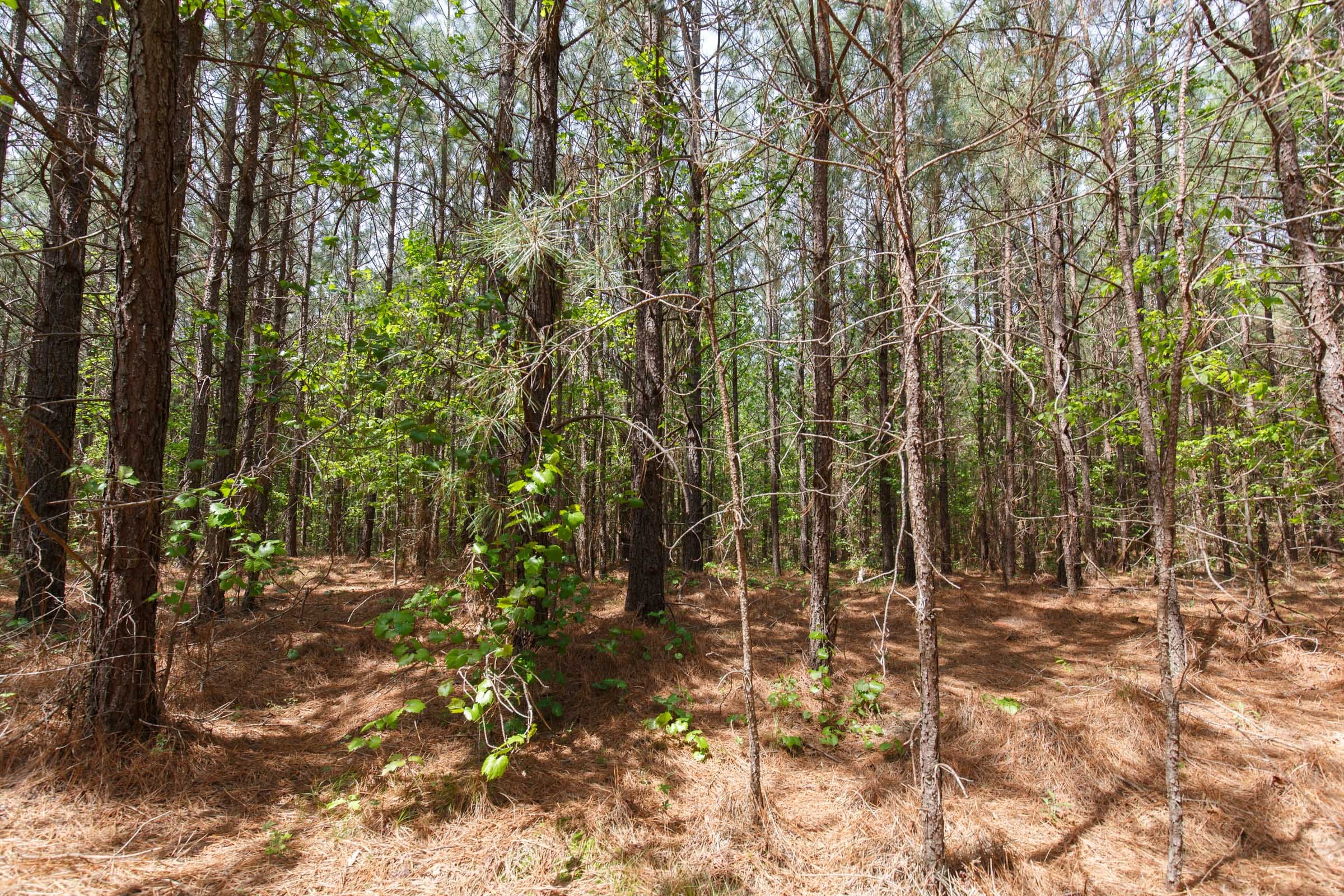 Red Barn Ranch Tract 53 photo 7
