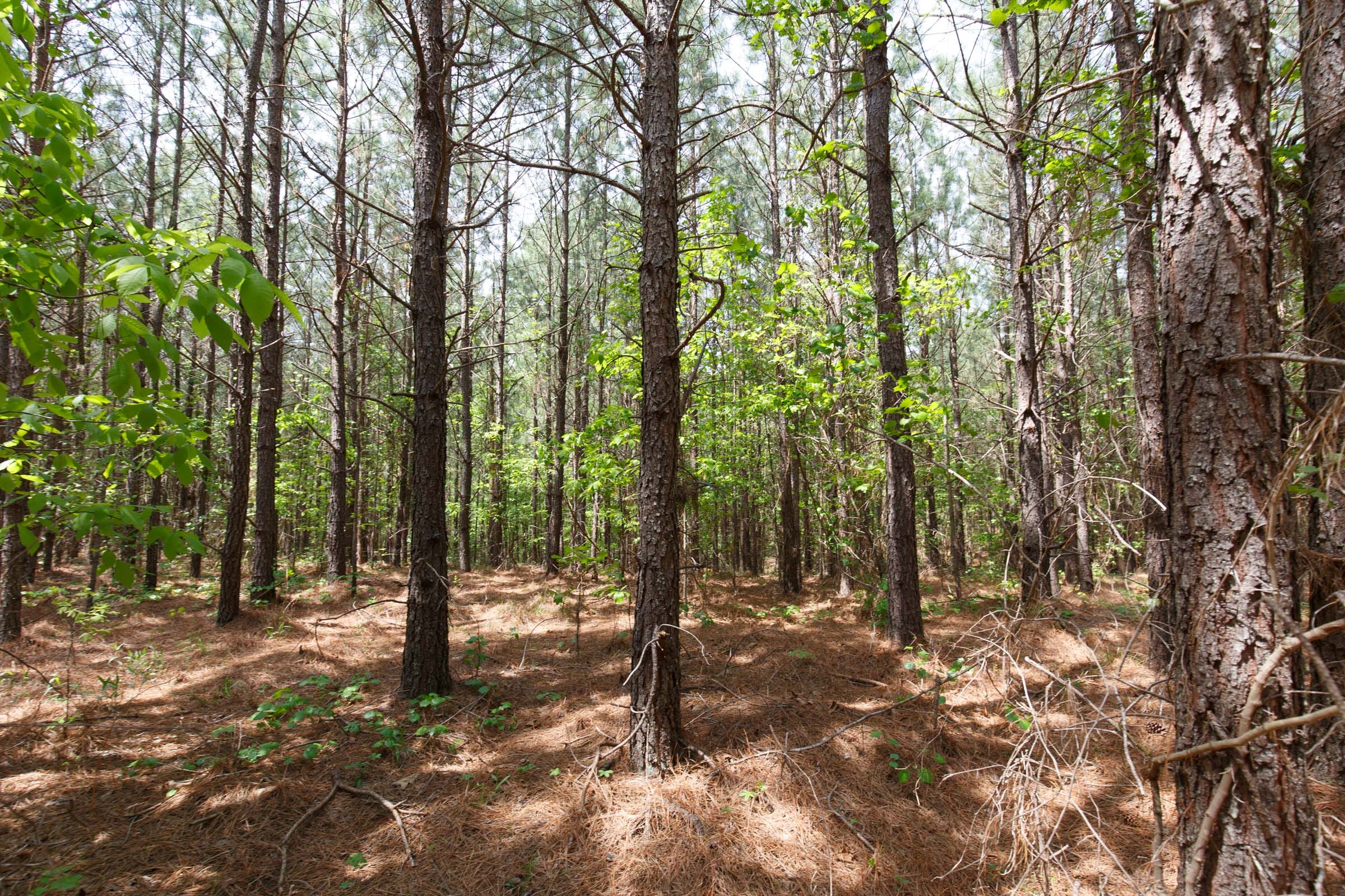Red Barn Ranch Tract 53 photo 8