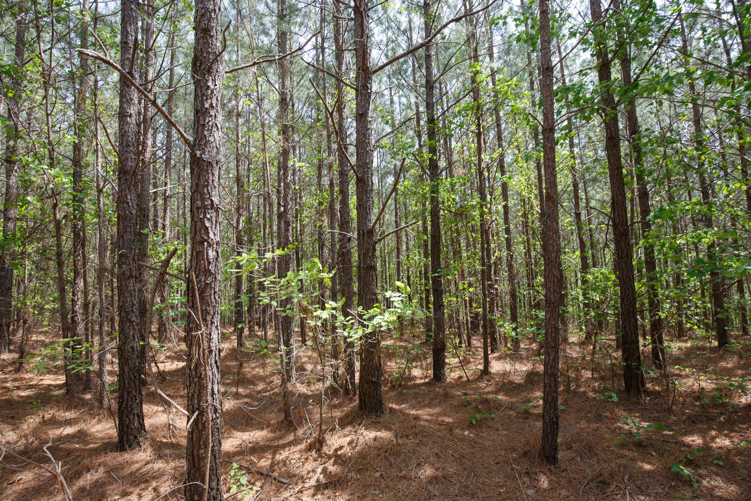 Red Barn Ranch Tract 53 photo 10