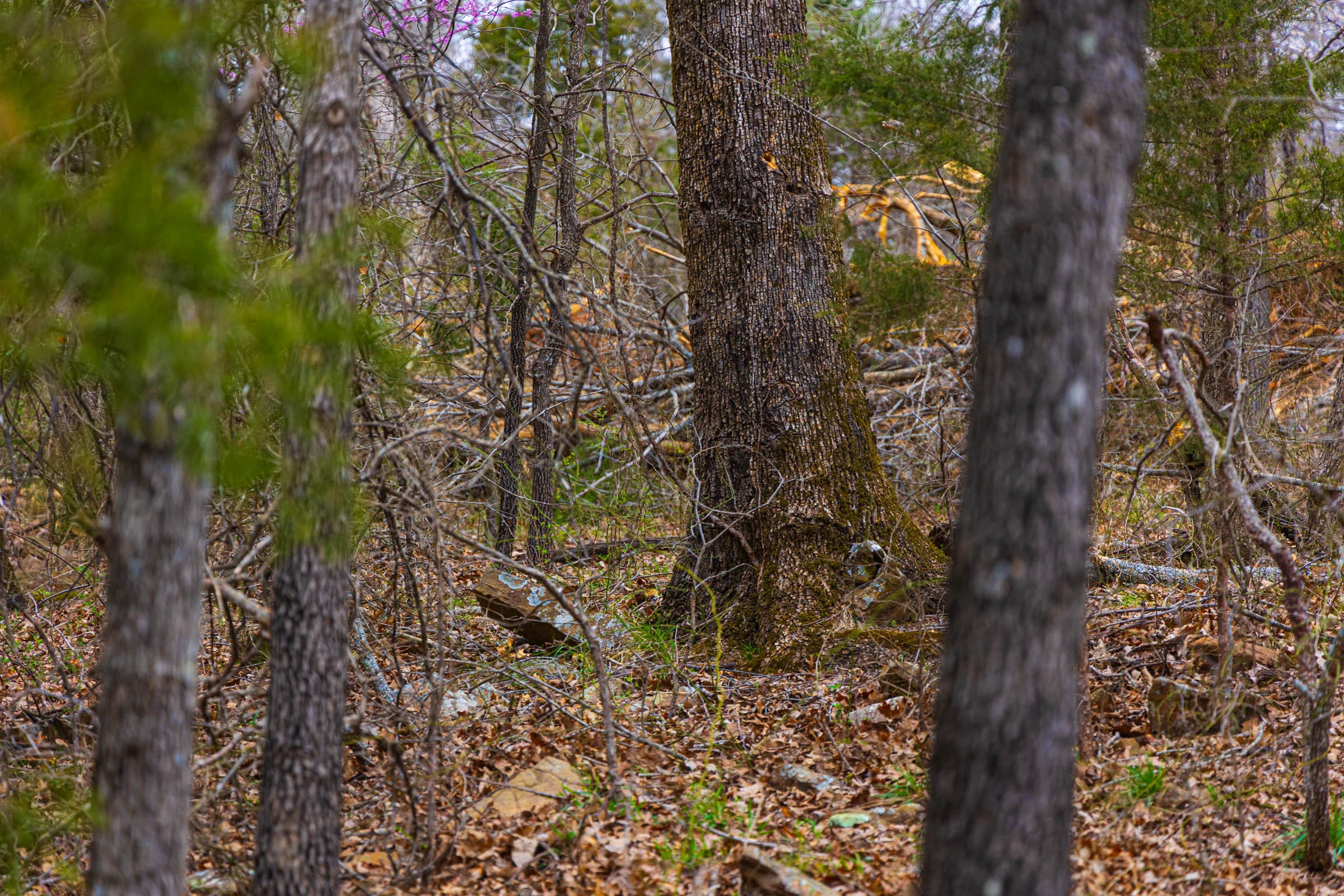 Reserves At Cattail Cove Phase I Tract 4 photo 11
