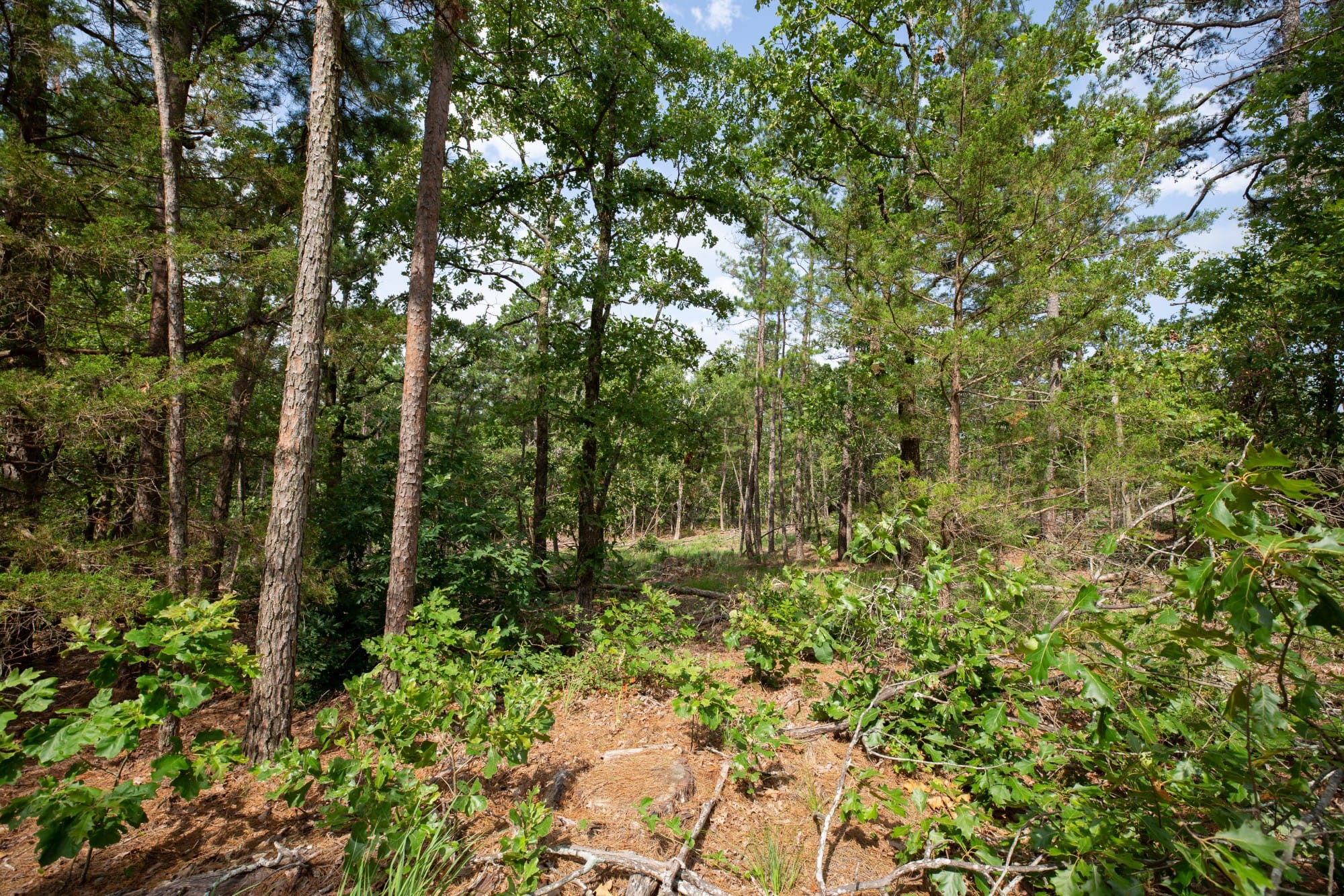 Eagle’s Nest Tract 36 photo 3