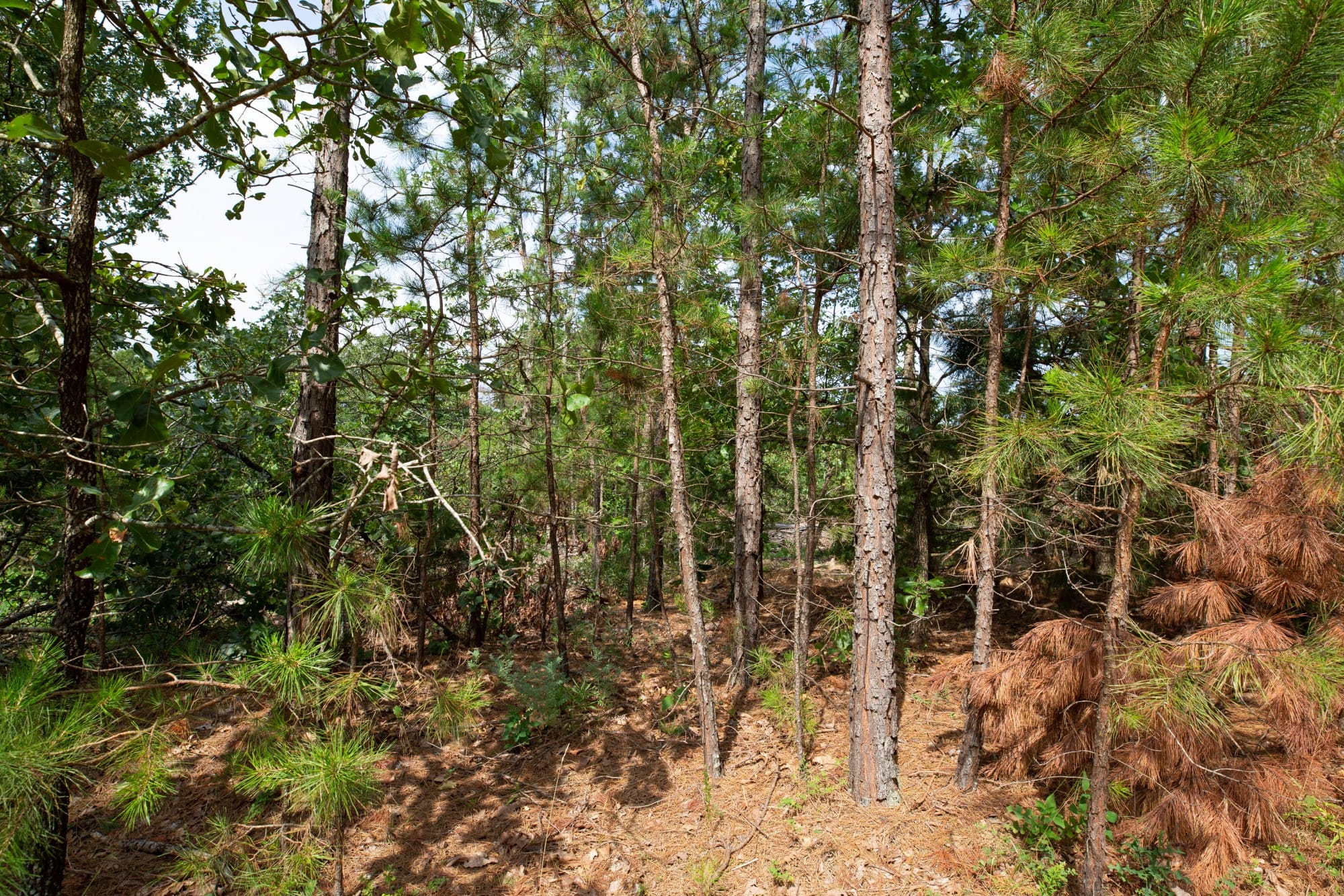 Eagle’s Nest Tract 36 photo 5