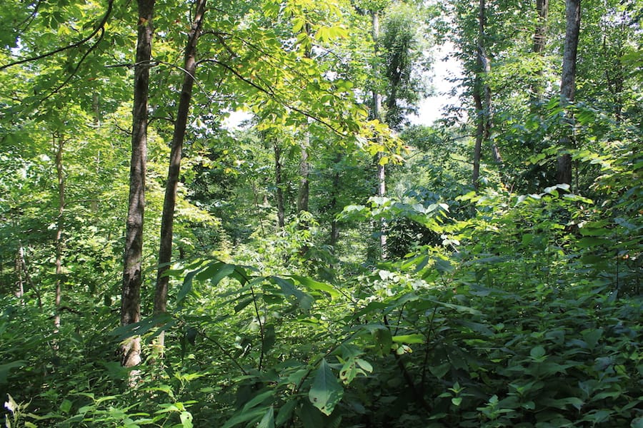 Cumberland Ridge Ranch Tract 4 photo 3