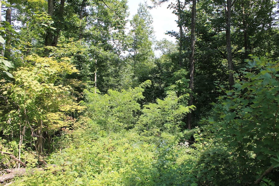 Cumberland Ridge Ranch Tract 4 photo 4