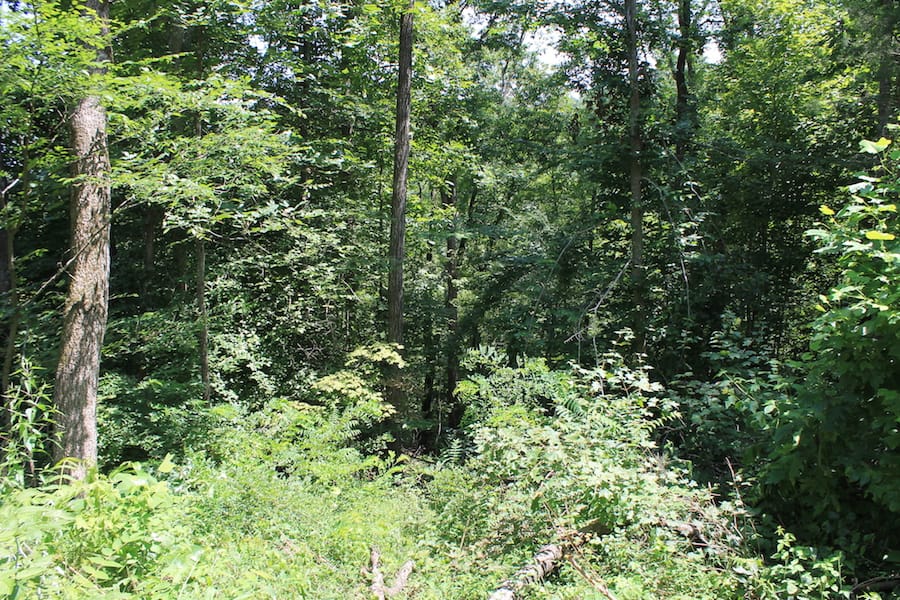 Cumberland Ridge Ranch Tract 4 photo 5