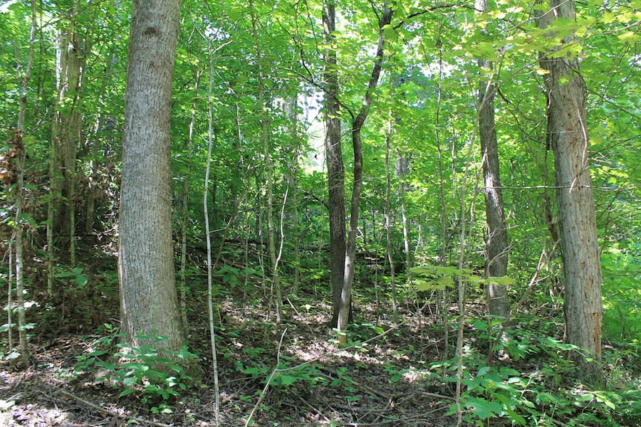 Cumberland Ridge Ranch Tract 4 photo 8
