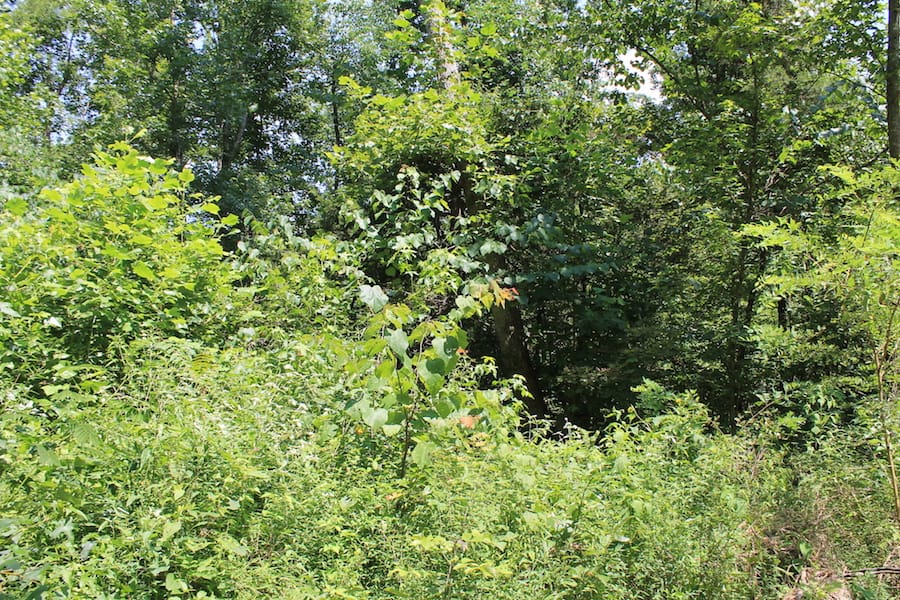 Cumberland Ridge Ranch Tract 4 photo 9
