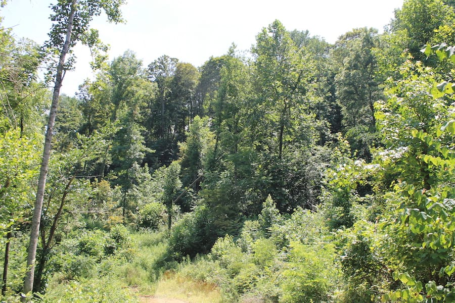 Cumberland Ridge Ranch Tract 4 photo 10