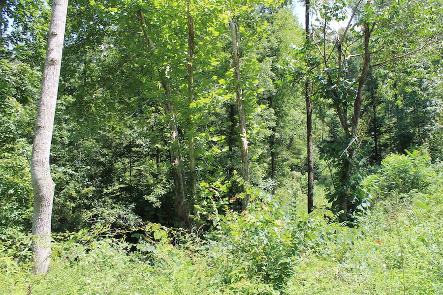 Cumberland Ridge Ranch Tract 4 photo 12