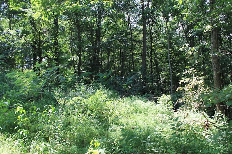 Cumberland Ridge Ranch Tract 4 photo 14