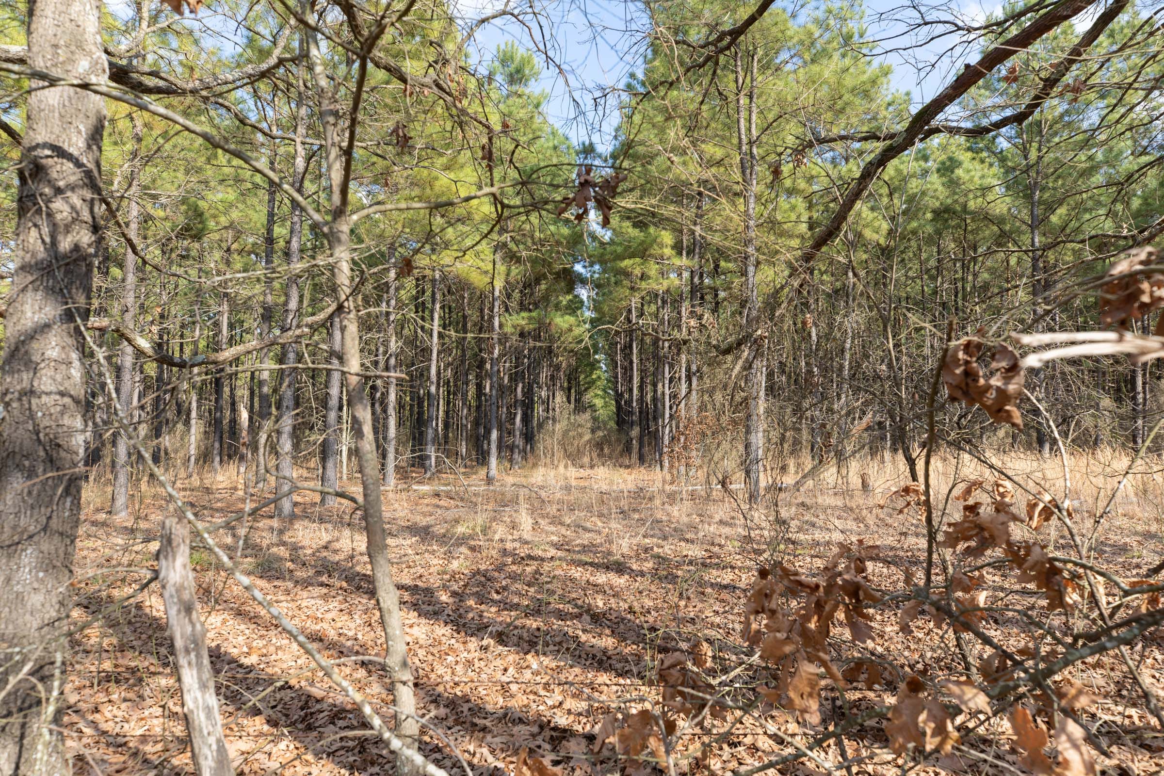 Wishing Star Ranch Tract 45 photo 2