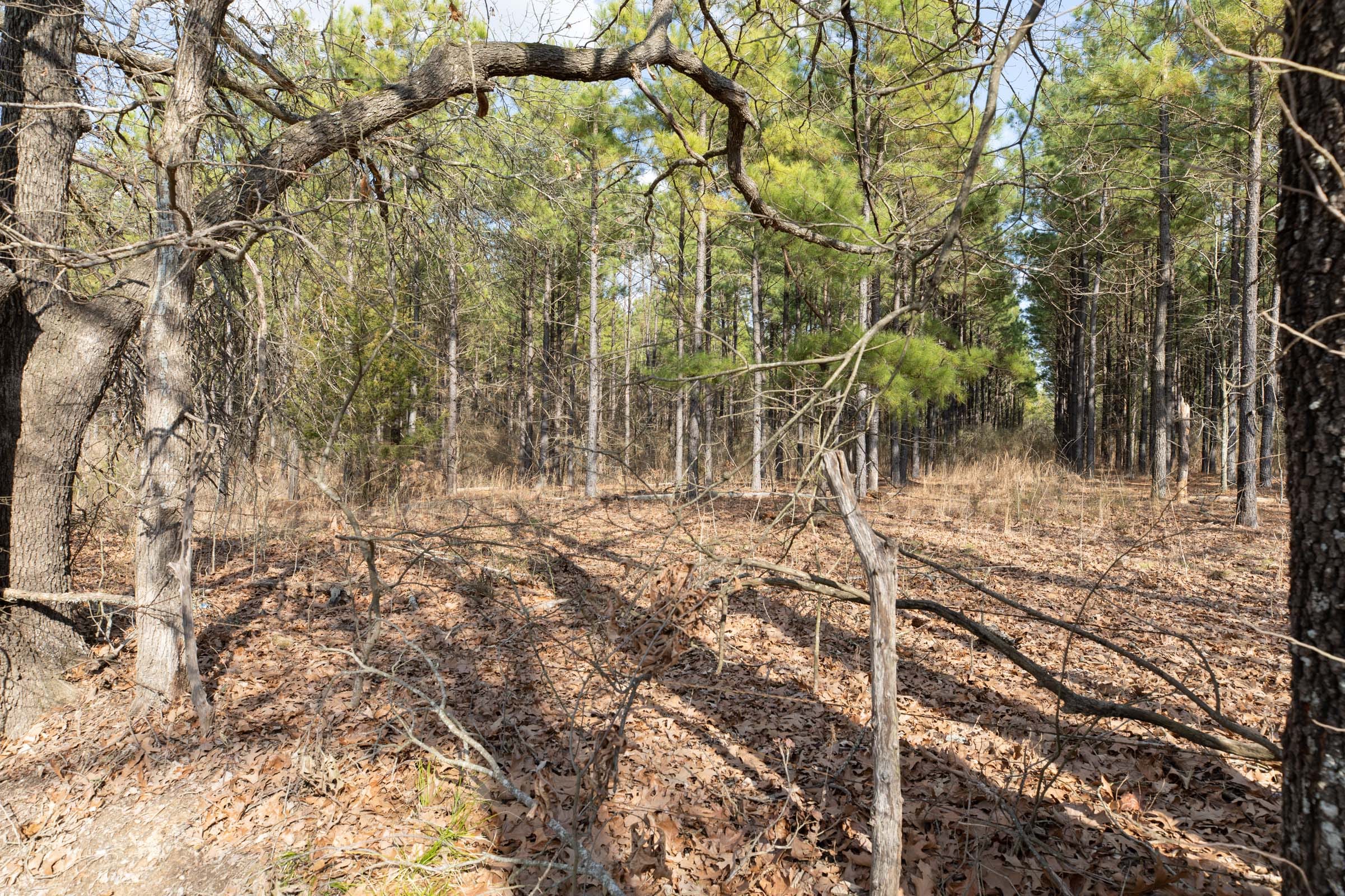 Wishing Star Ranch Tract 45 photo 3