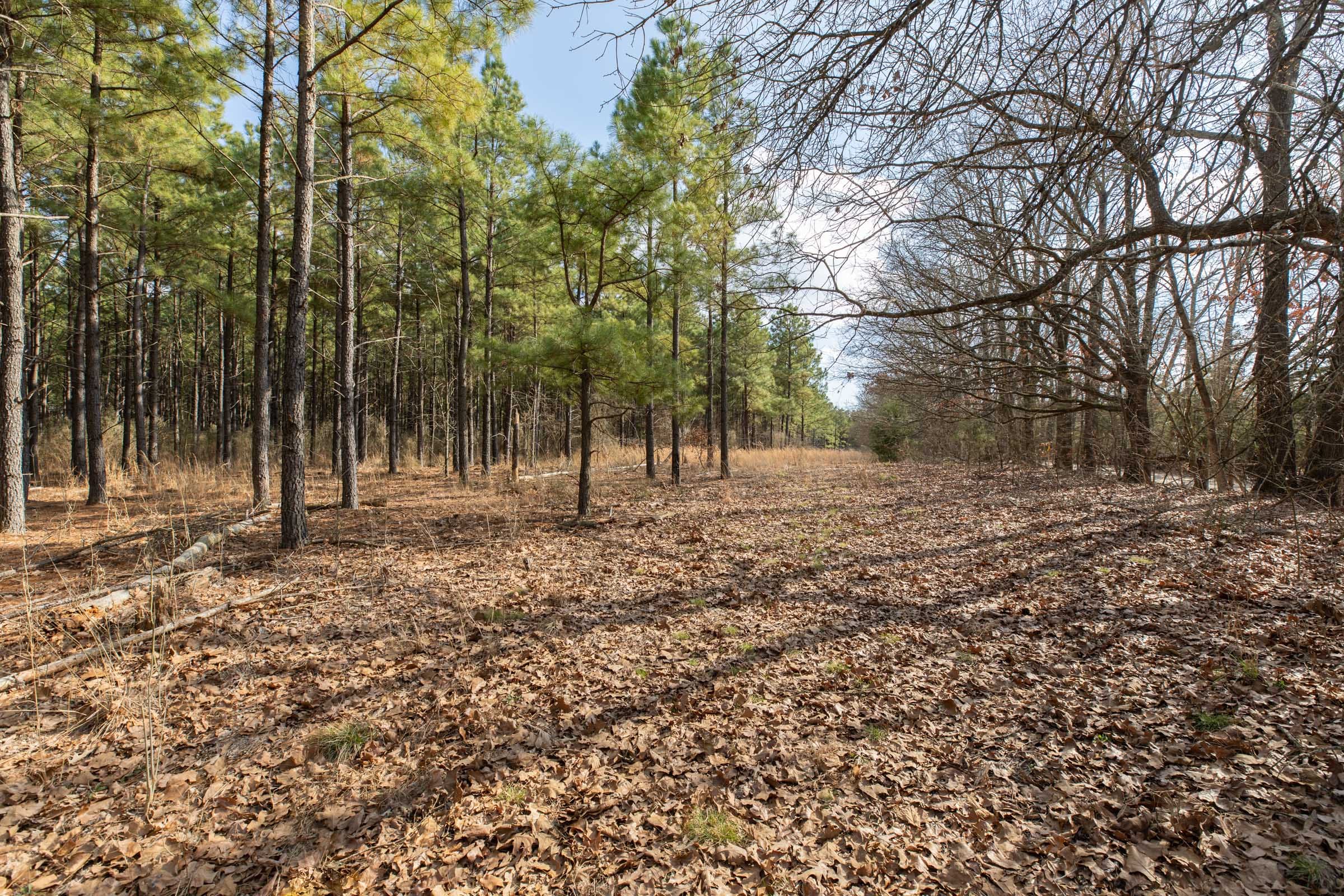 Wishing Star Ranch Tract 45 photo 4