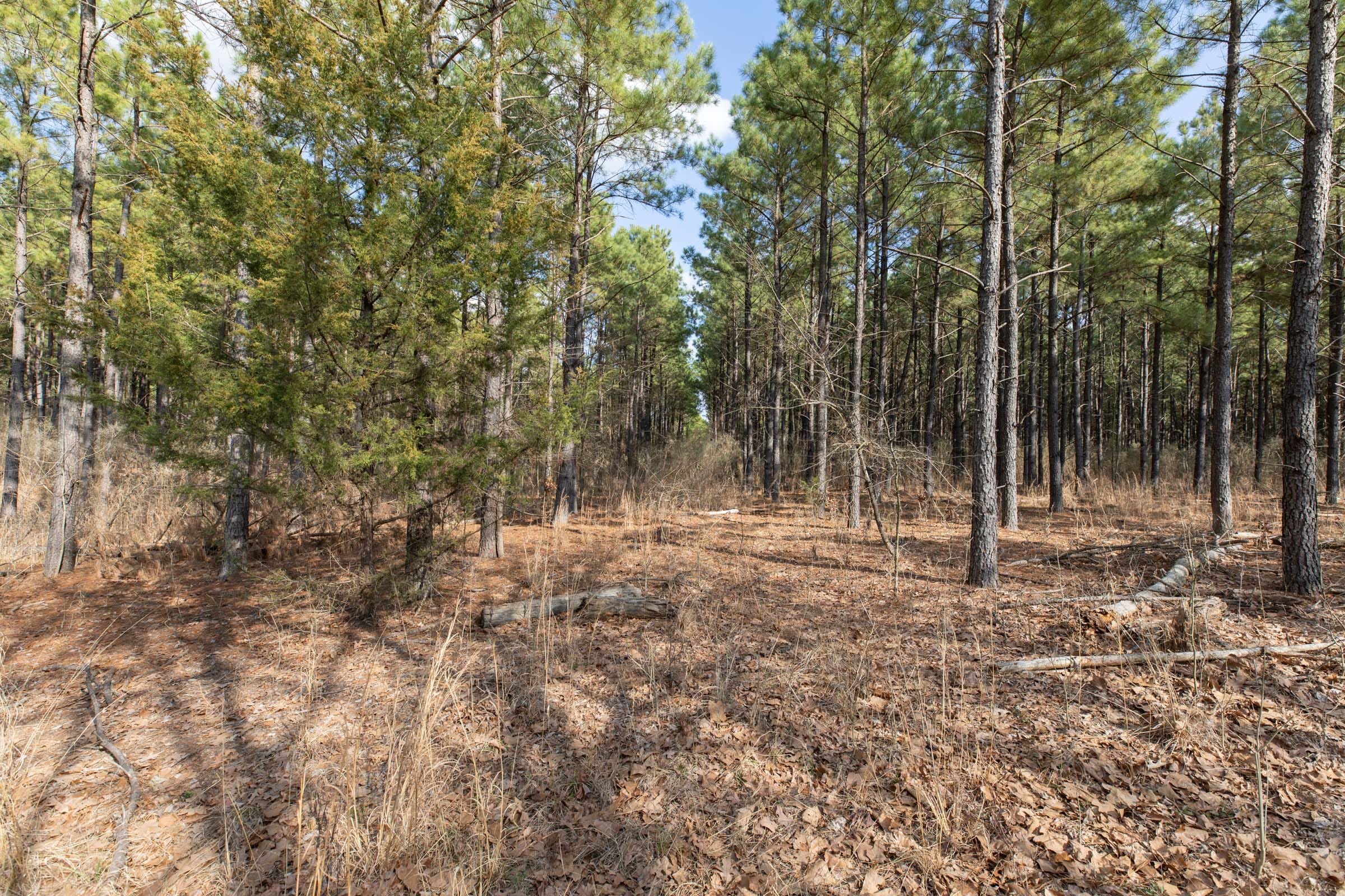 Wishing Star Ranch Tract 45 photo 7